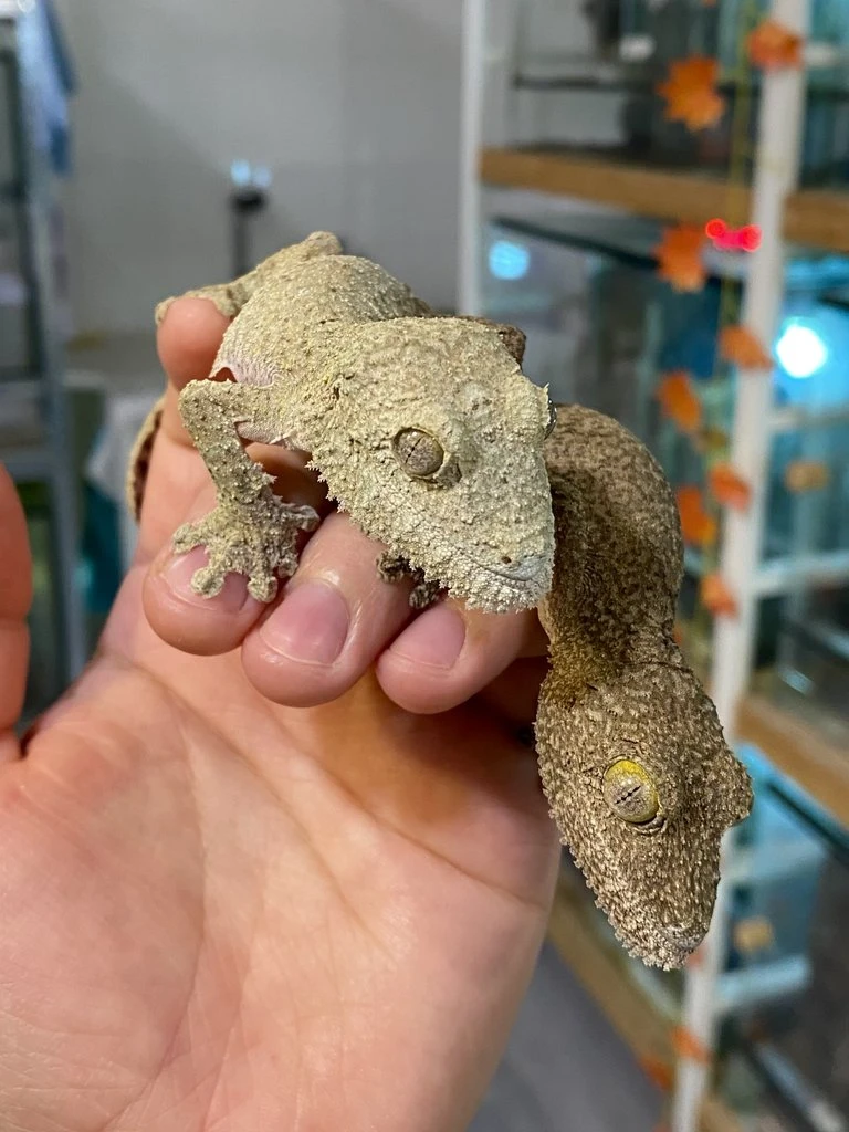 Pair of mossy leaf-tailed geckos (1.1 Uroplatus sikorae)