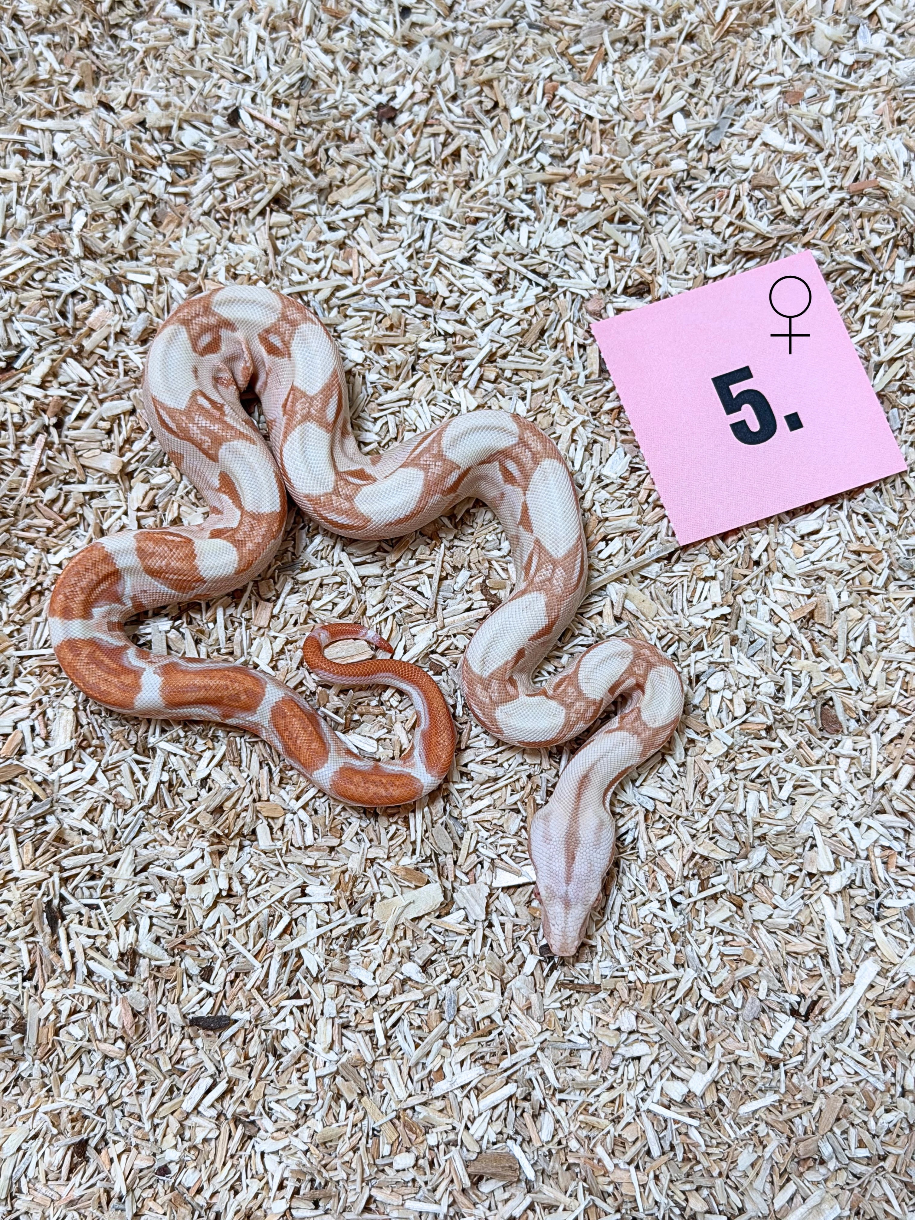 Hroznys kralovsky Albino het Snow Kahl