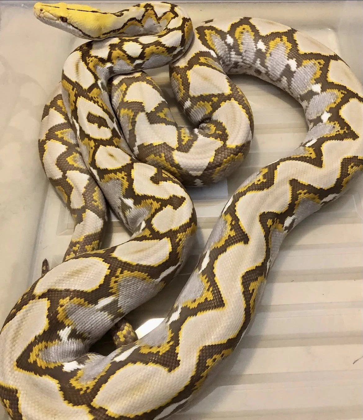 Malayopython Reticulatus