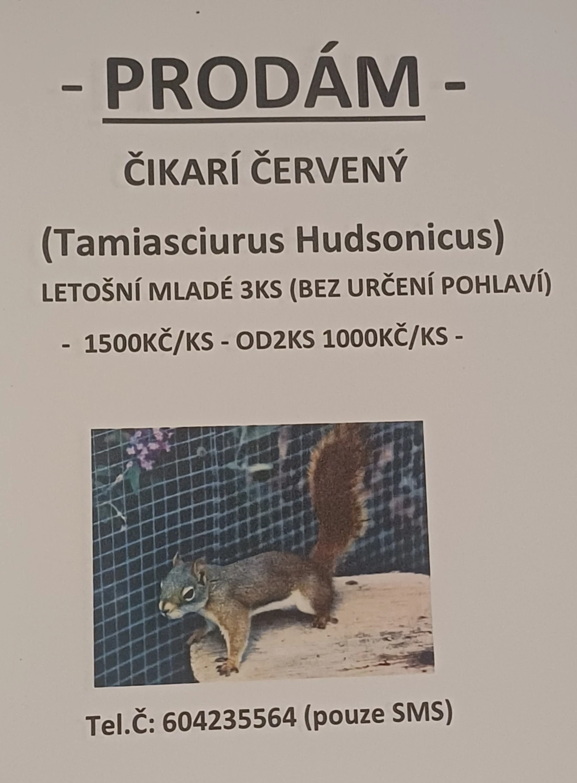 Čikari červený