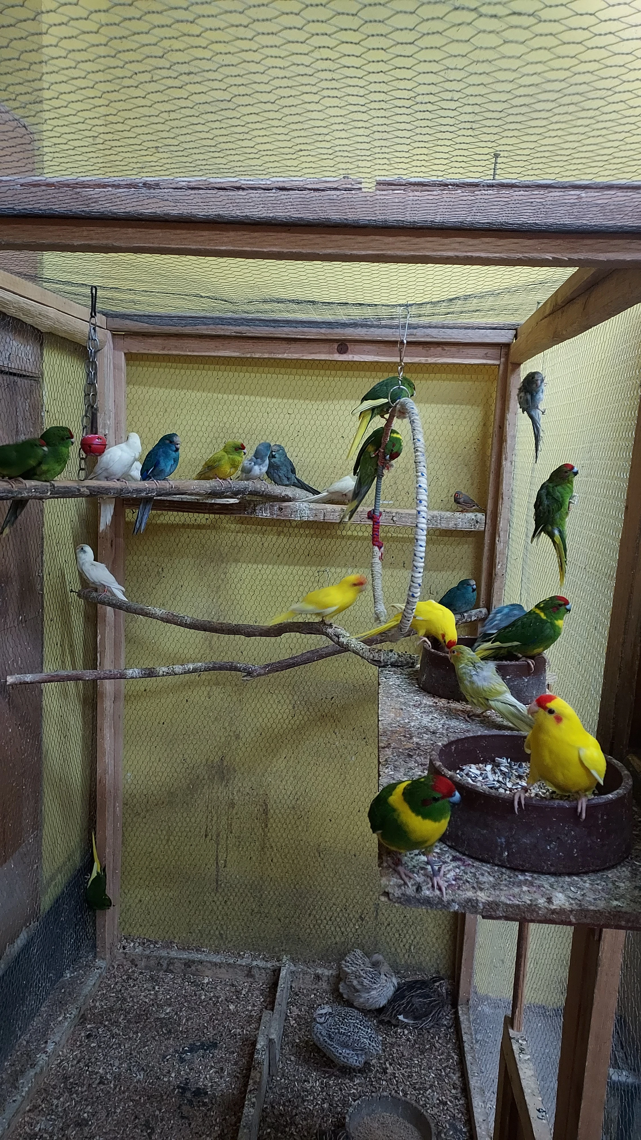 Kakariki