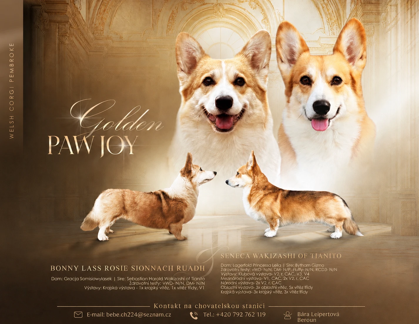 Štěňátka Welsh corgi pembroke