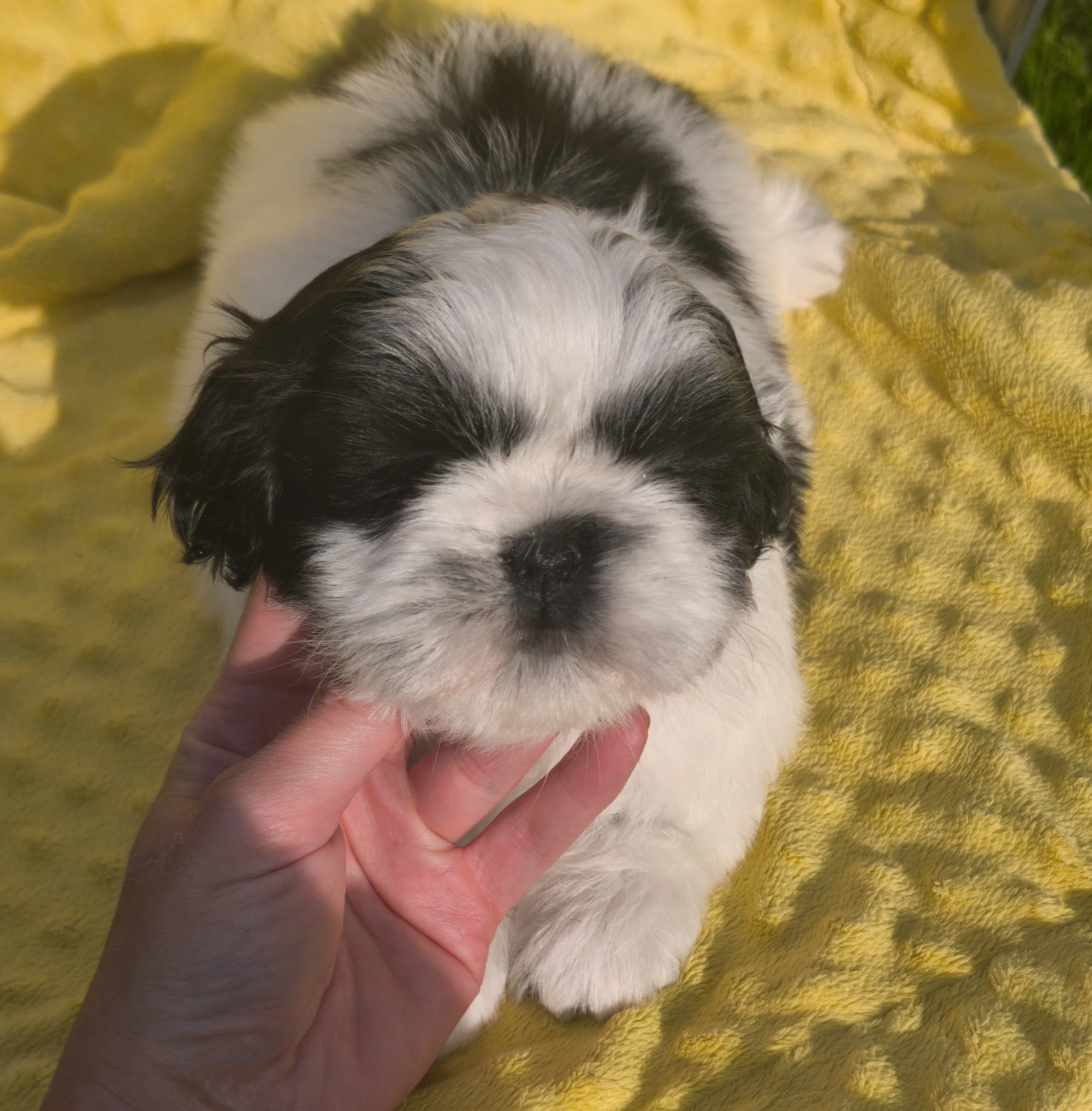 Štěňátka Shih Tzu s PP