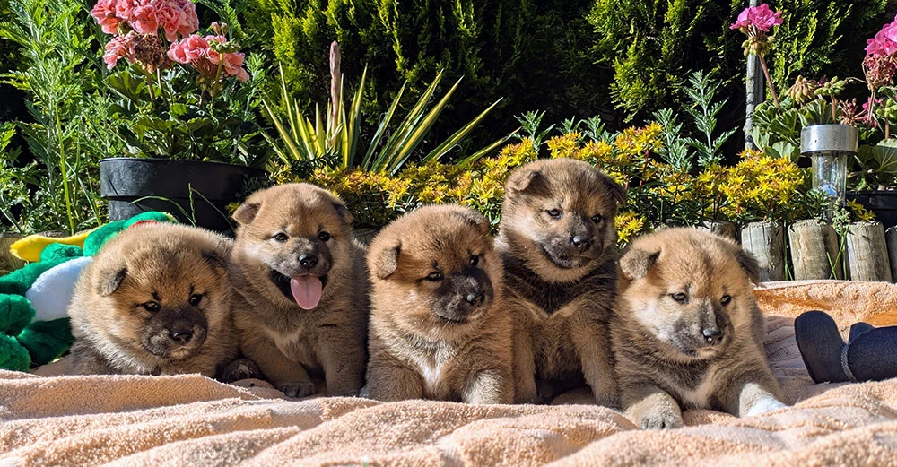 Shiba Inu s PP FCI z chovatelské stanice pibaro