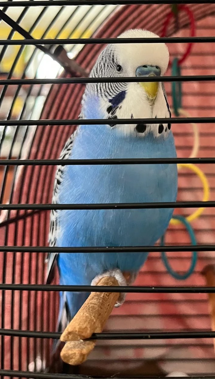 Andulka vlnkovaná