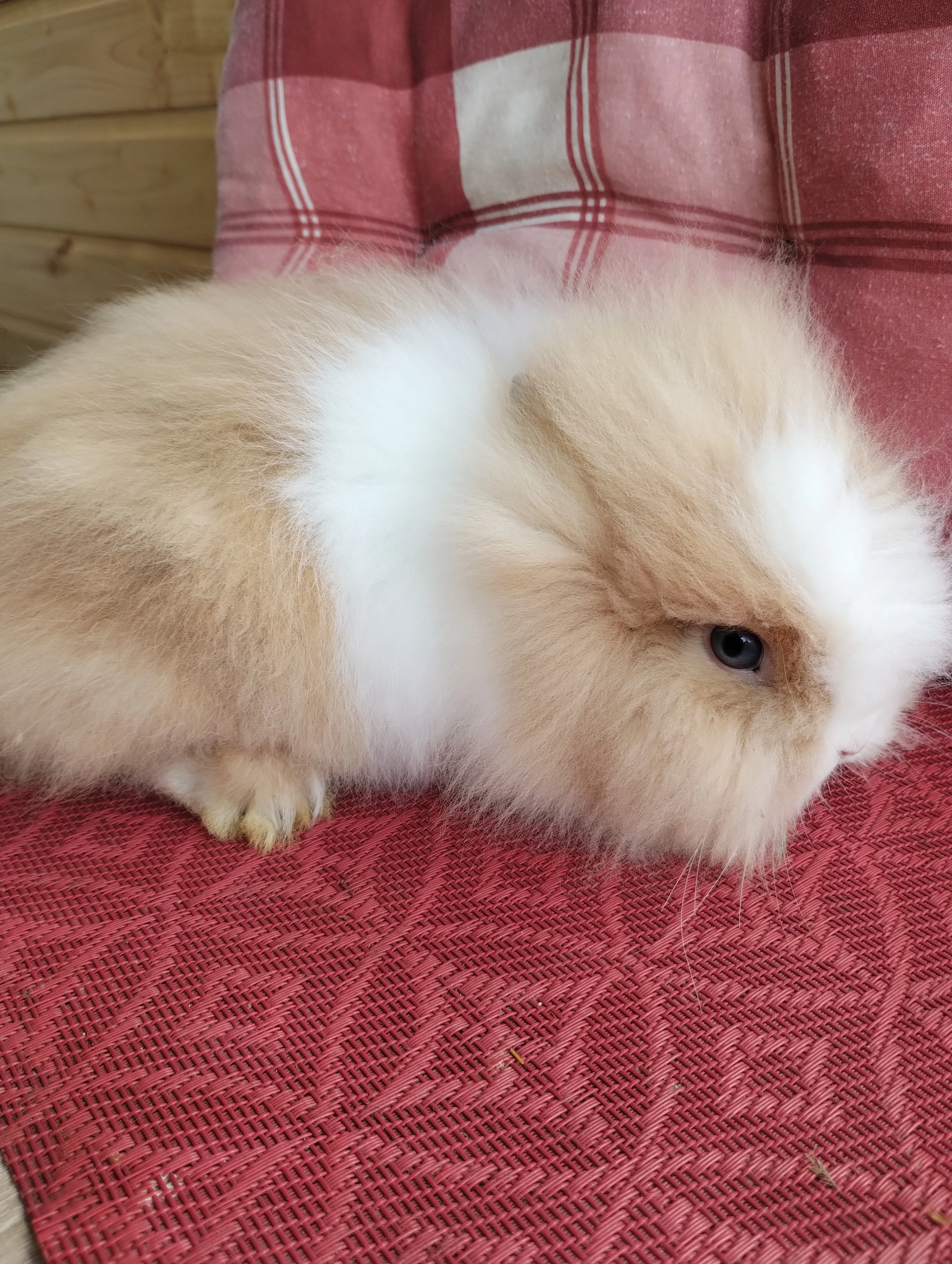 Prodám mláďata zakrslých Teddy králíčků