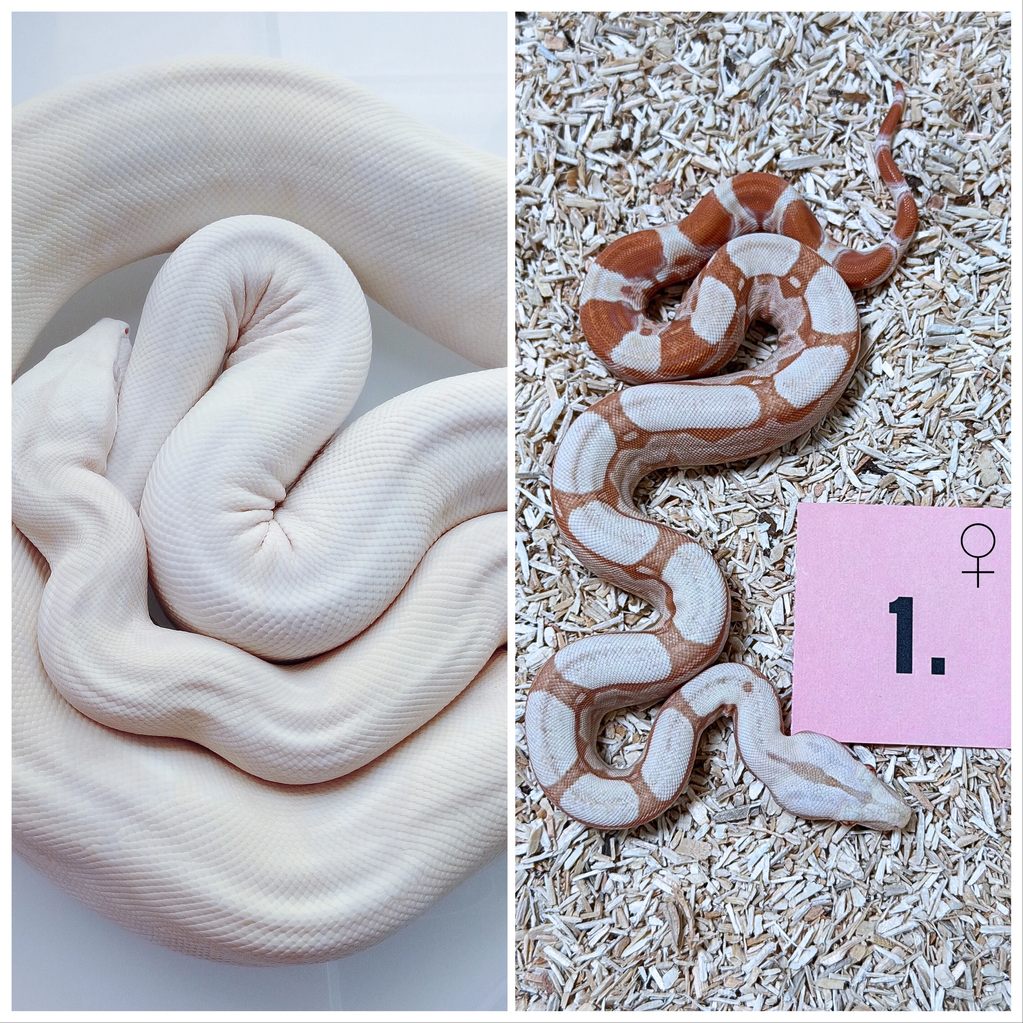 Hroznýš královský Albino RLT, Albino