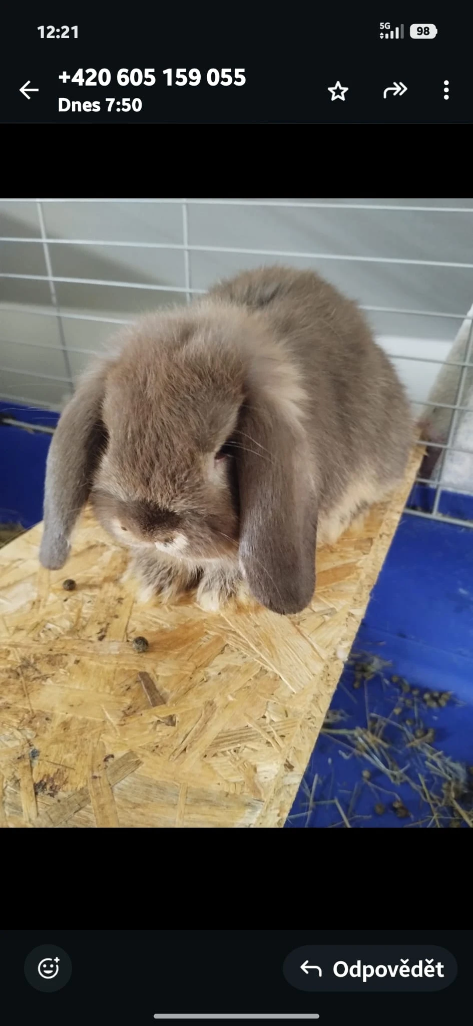 Prodám chovnou samici minilopa