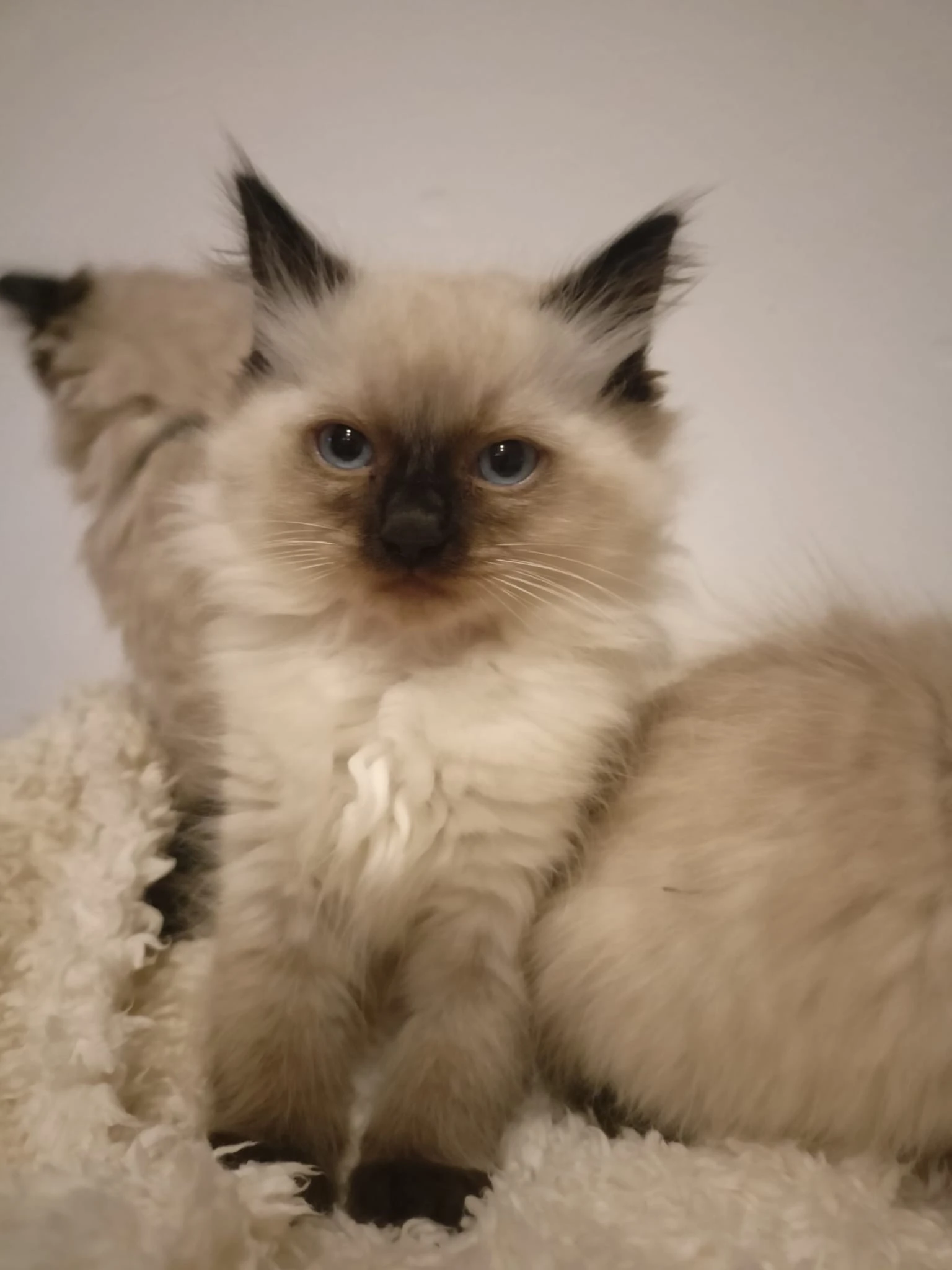 Ragdoll kotatka