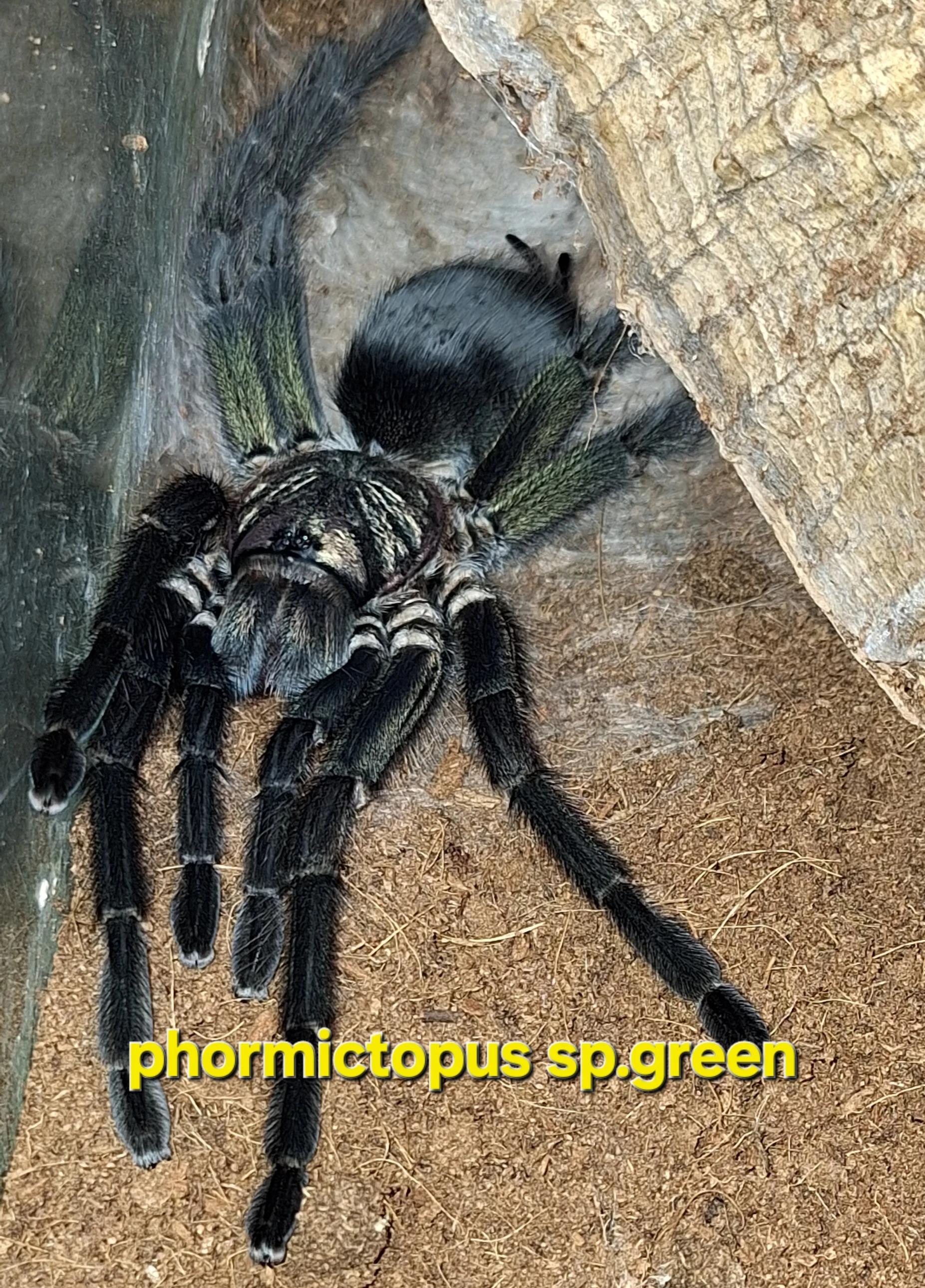 Prodám i vyměním