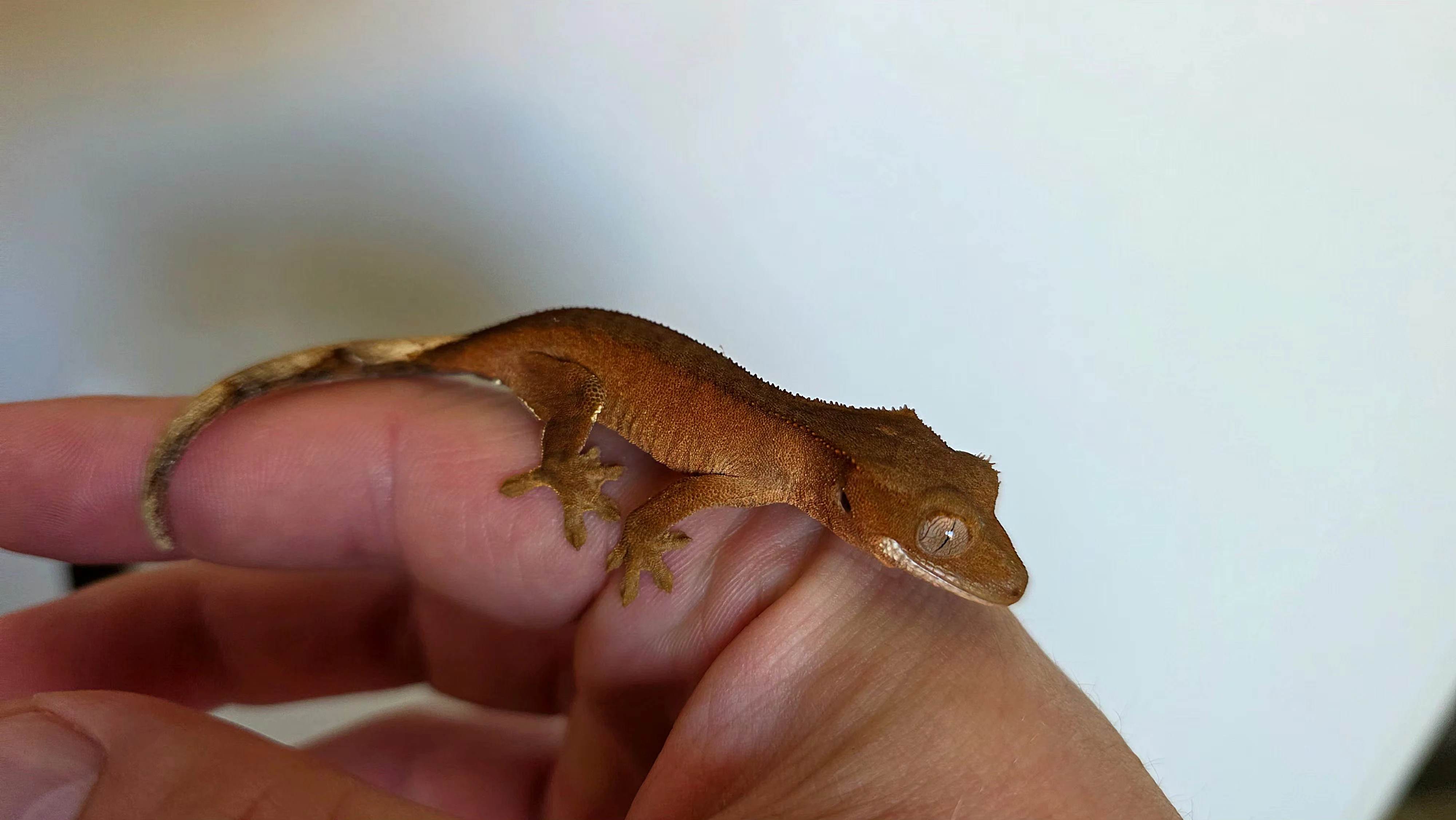 Pagekon řasnatý Correlophus ciliatus Red Phantom – mládě