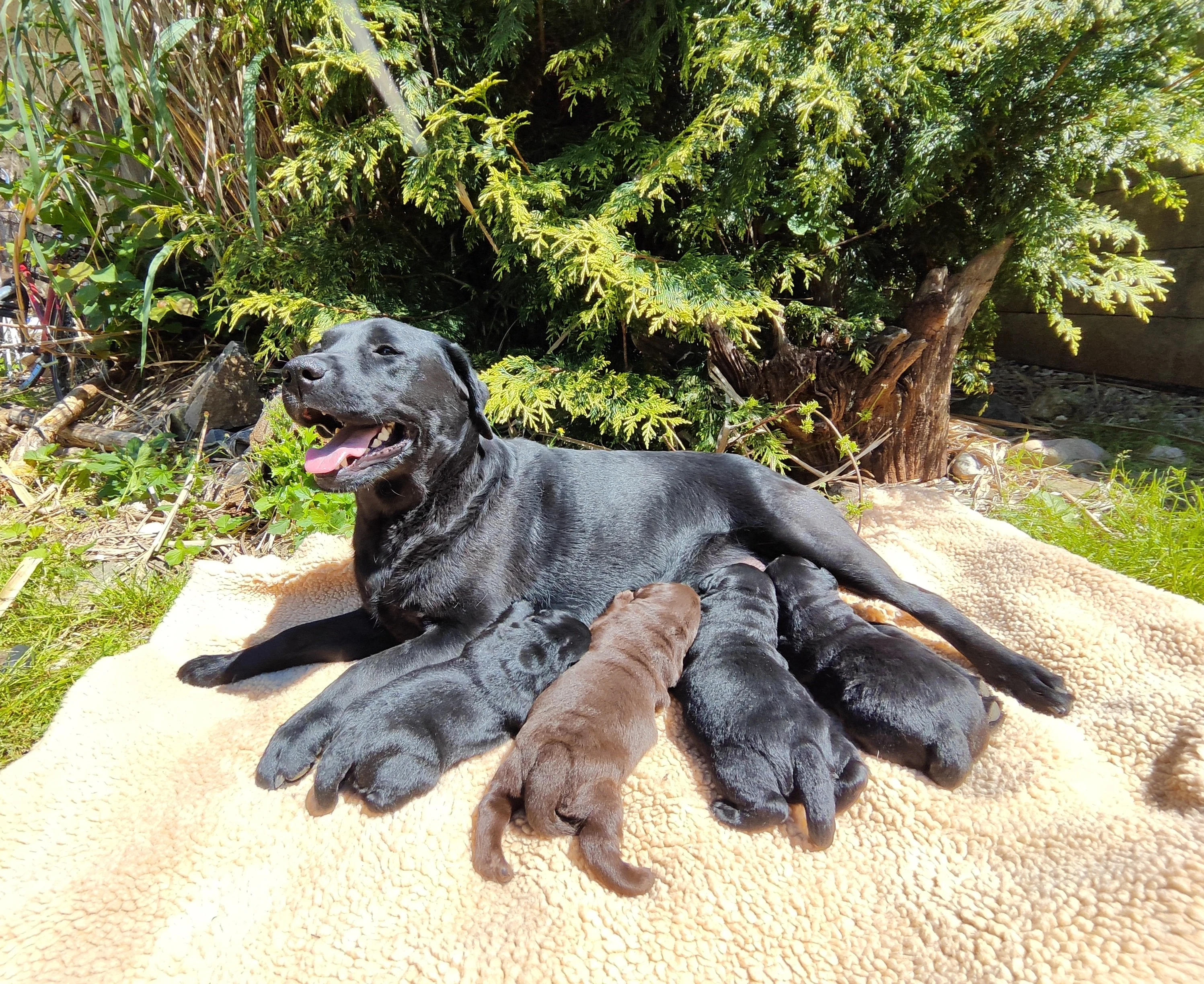Labradorský retriever
