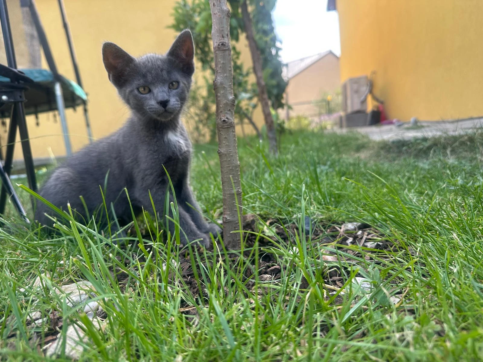 Daruji 4 krásná mazlivá koťátka do dobrých rukou 