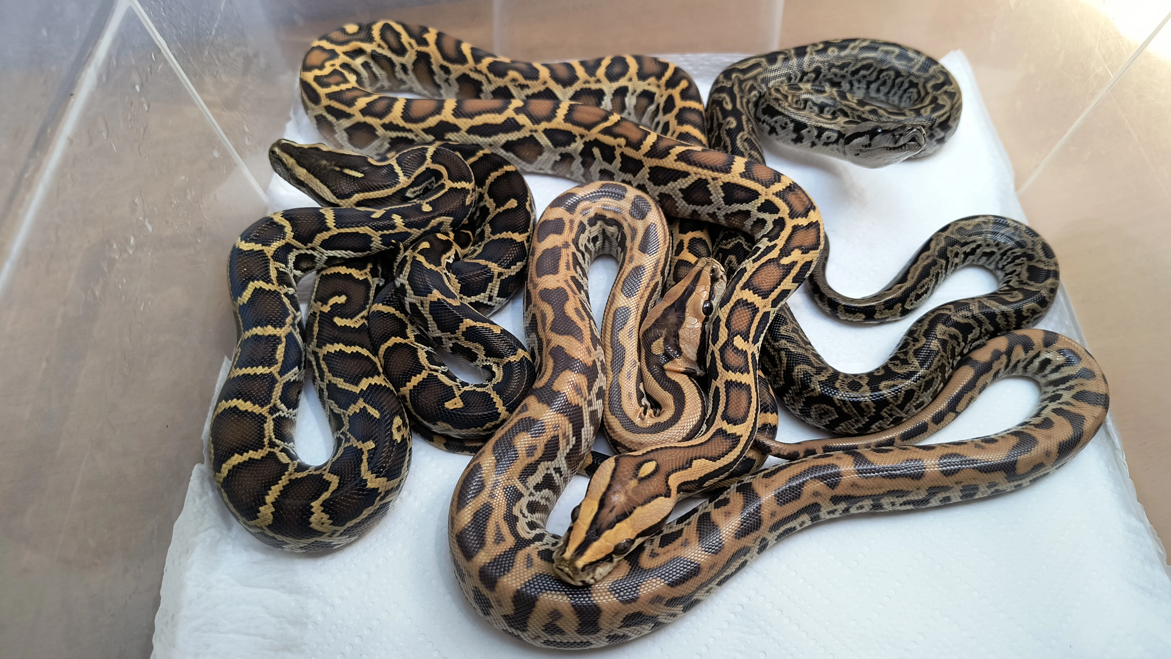 Letošní odchovy Krajta tmavá / Python bivittatus