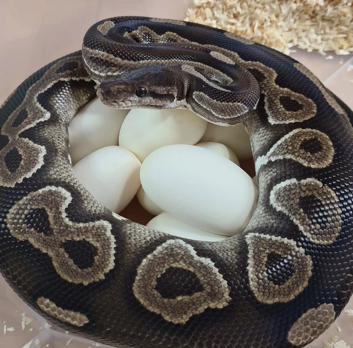Krajta královská Python regius