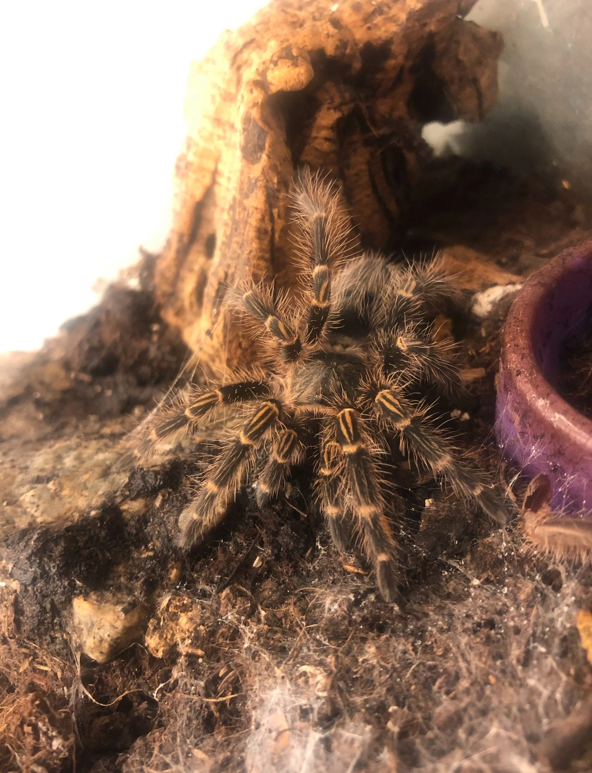 Vyměním adultní samce G. pulchripes