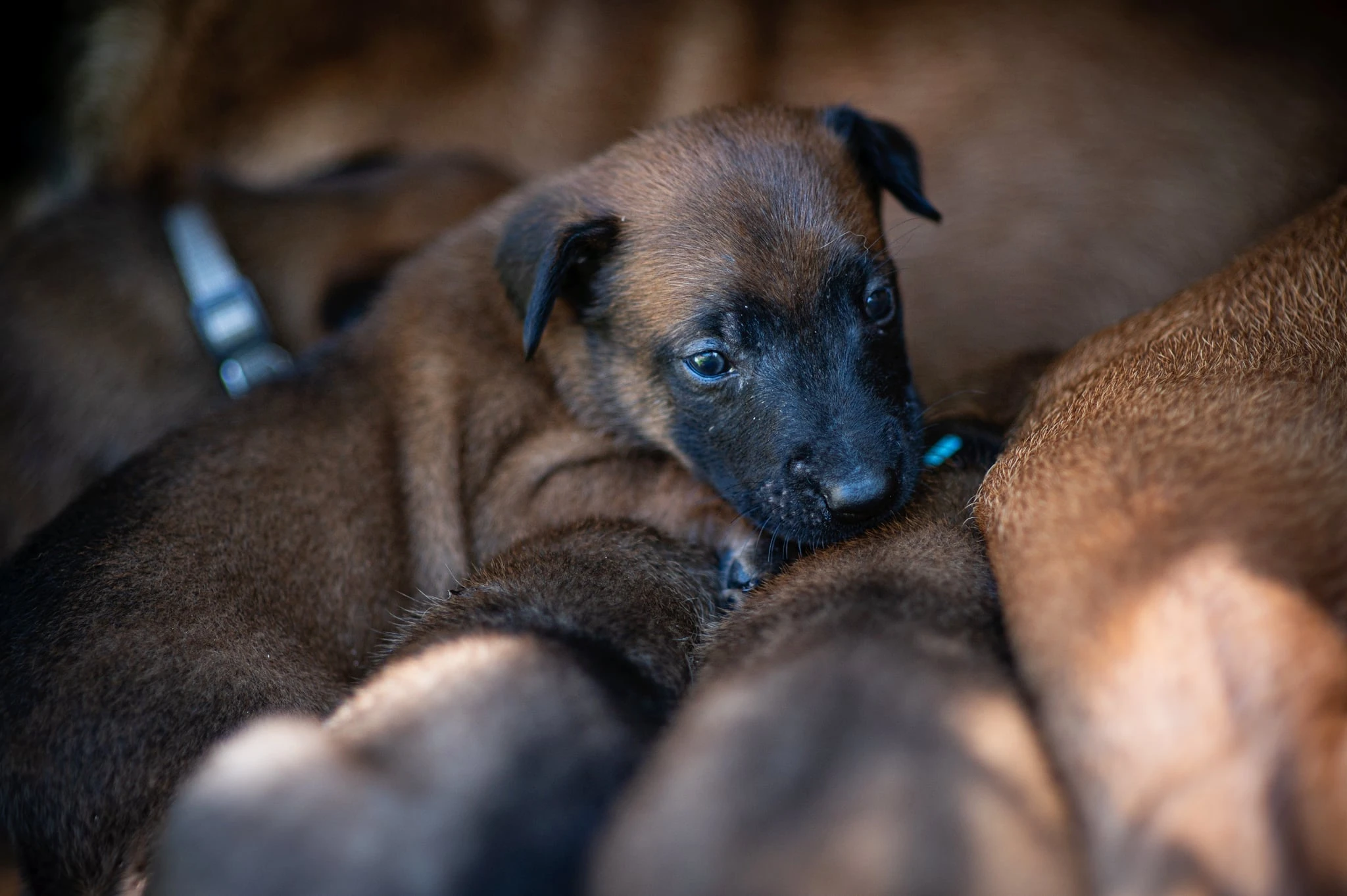 3 psi - belgický ovčák malinois
