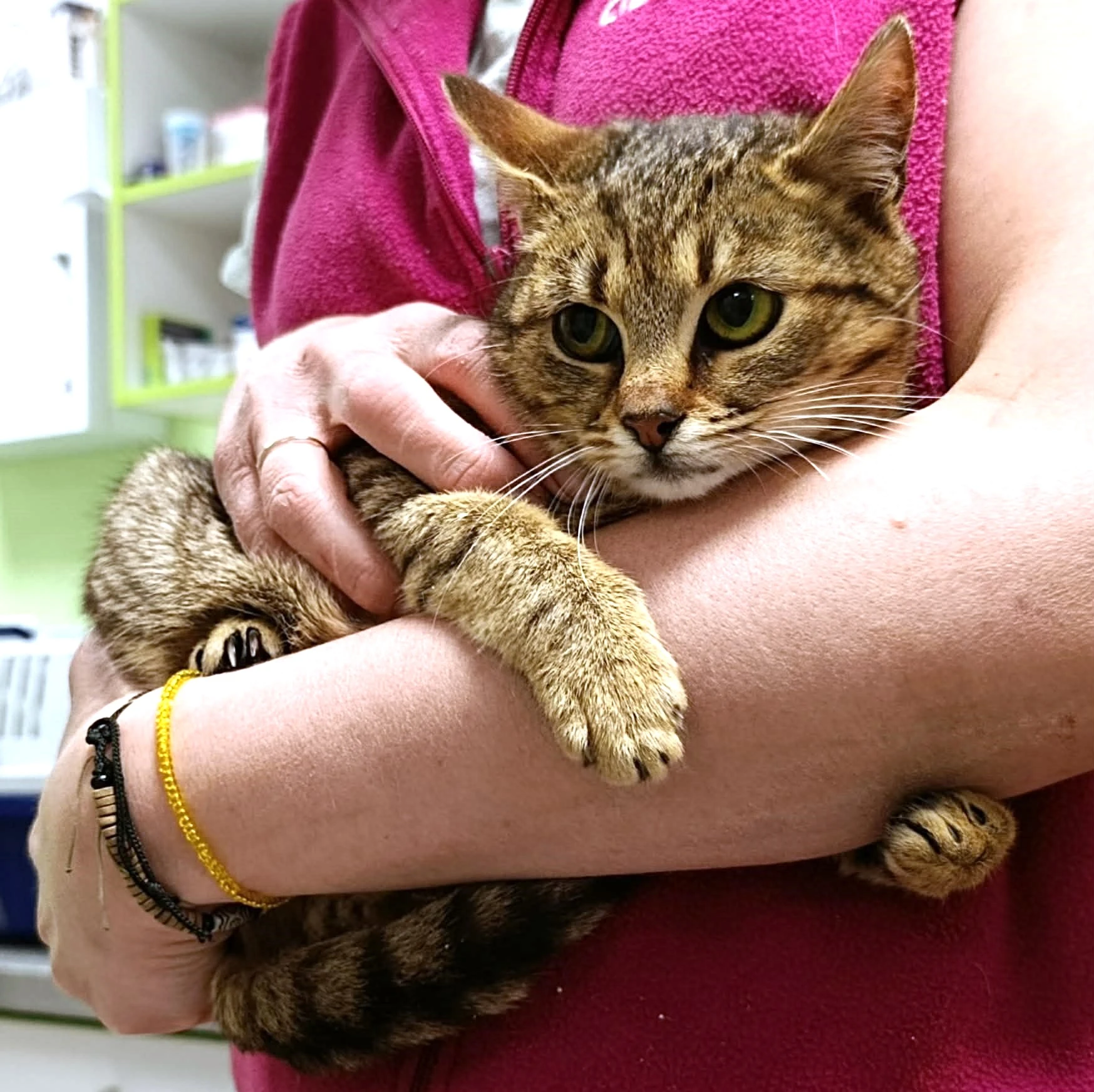 Kočička Kiki hledá nový domov