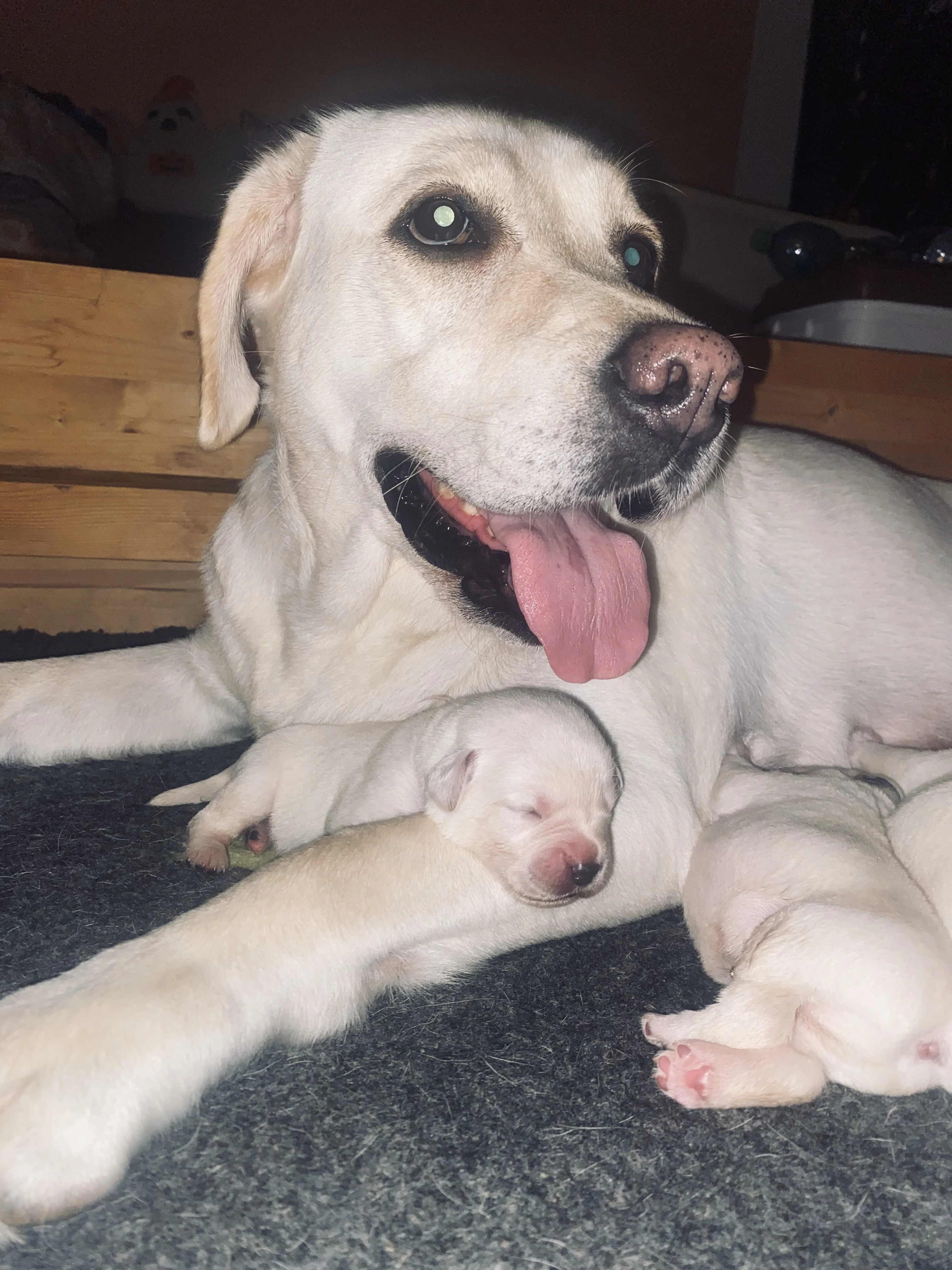 Žlutá štěňata labradorského retrívra s PP