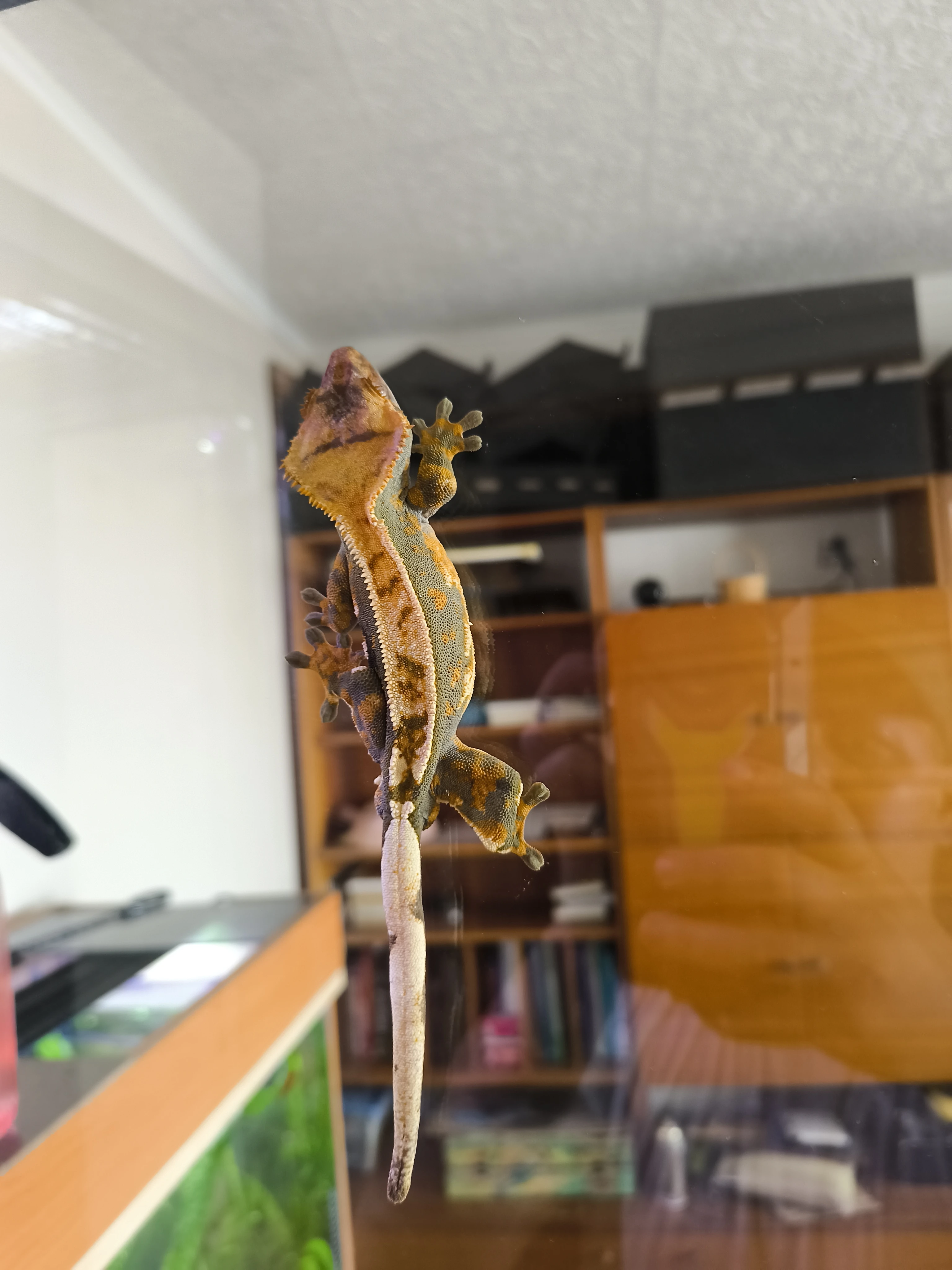 Pagekon řasnatý – 2 dospělí samci (i jednotlivě)