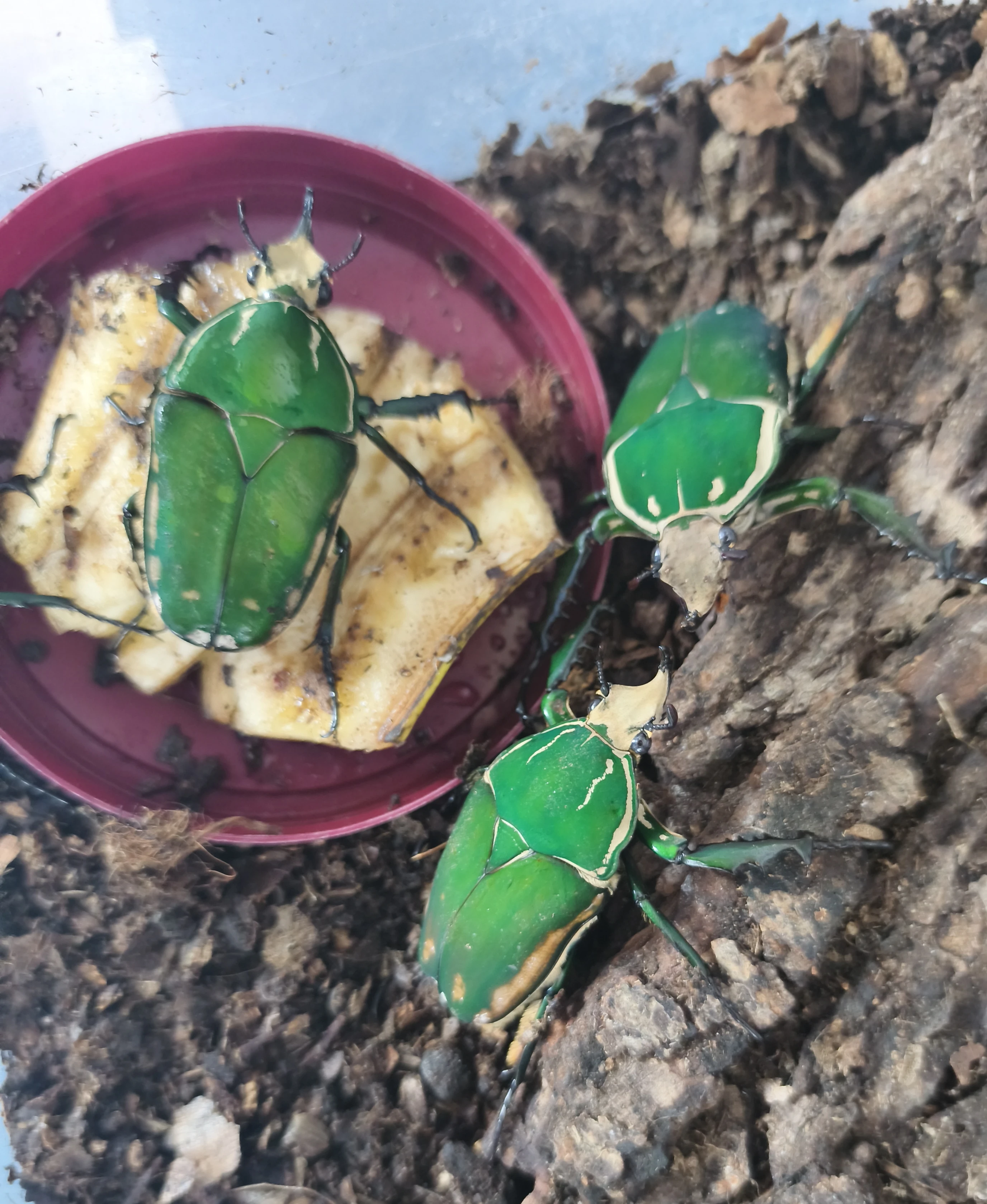 Mecynorrhina torguata imaculicollis ( (MTI) - samci