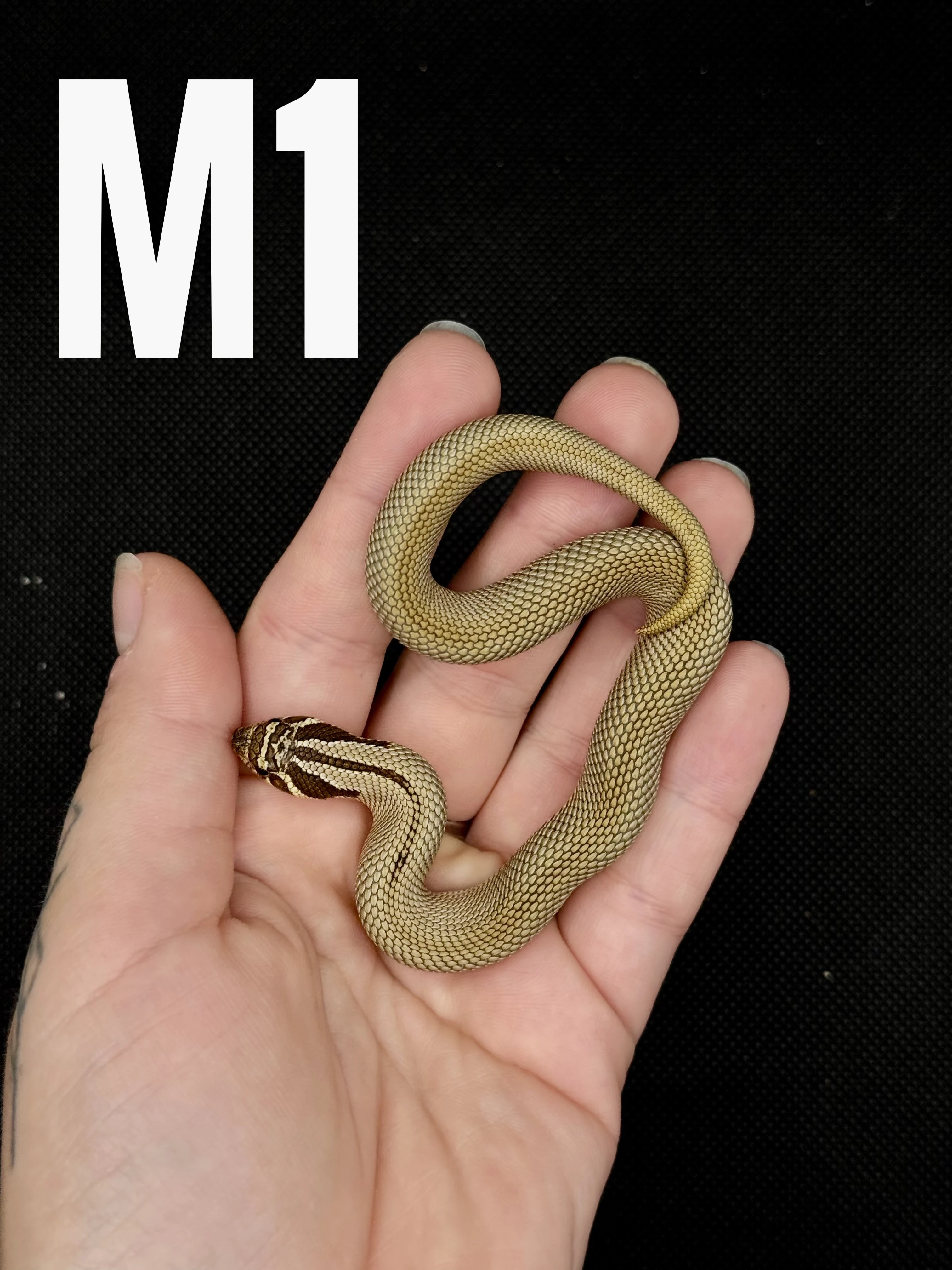 Heterodon Nosatý - mláďata 2026
