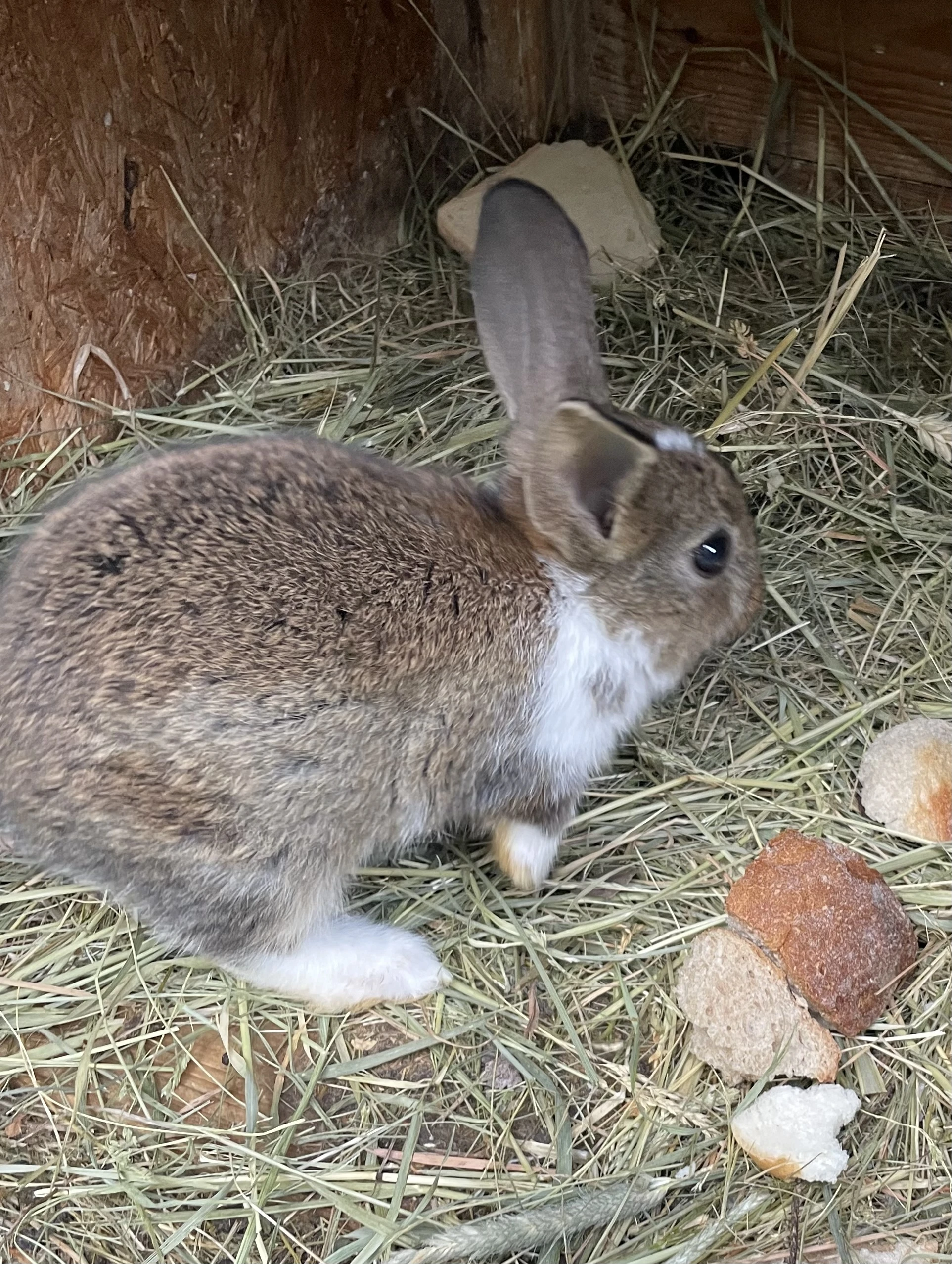 Zakrslý králík