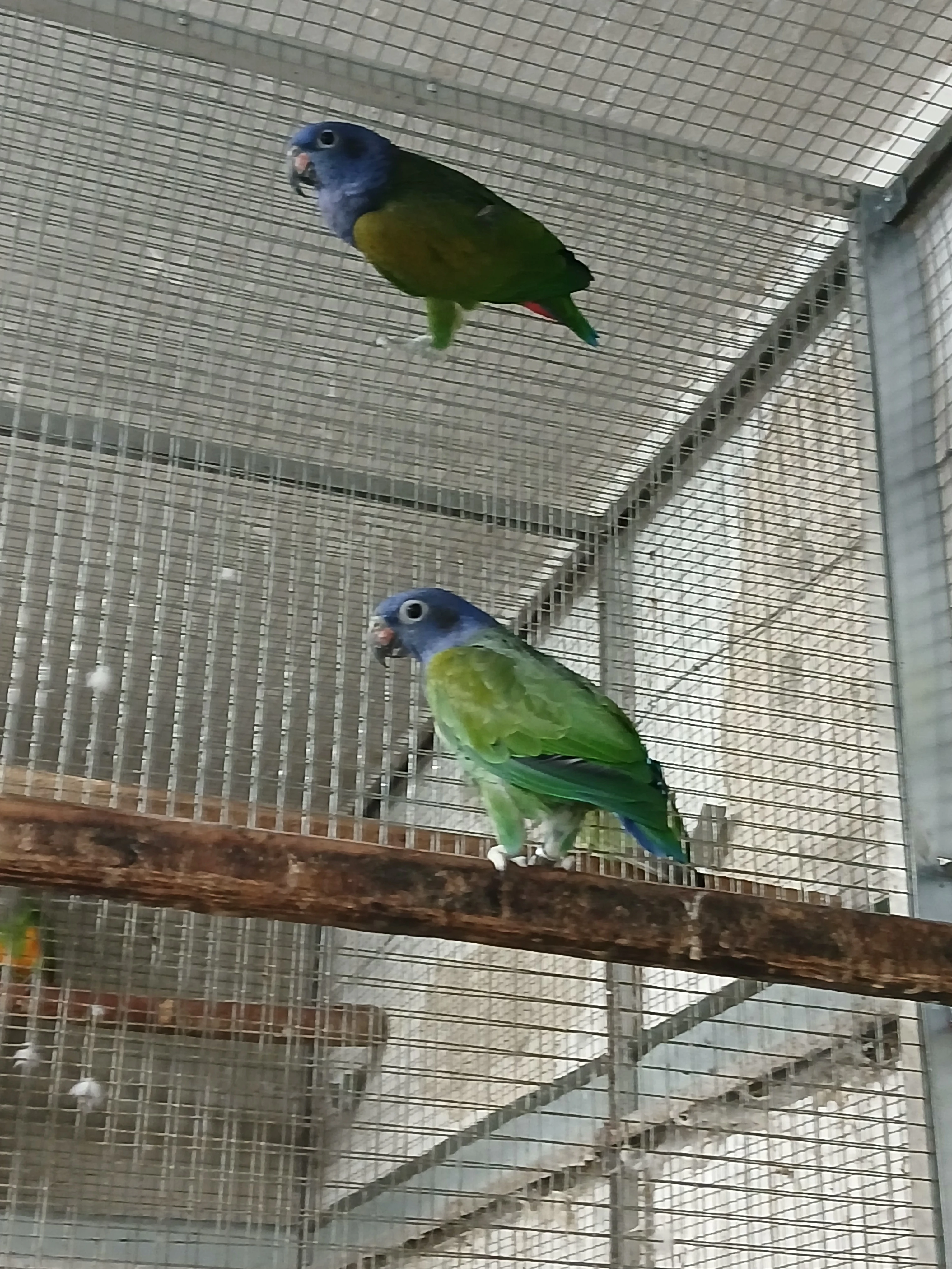 Amazonek modrohlavy