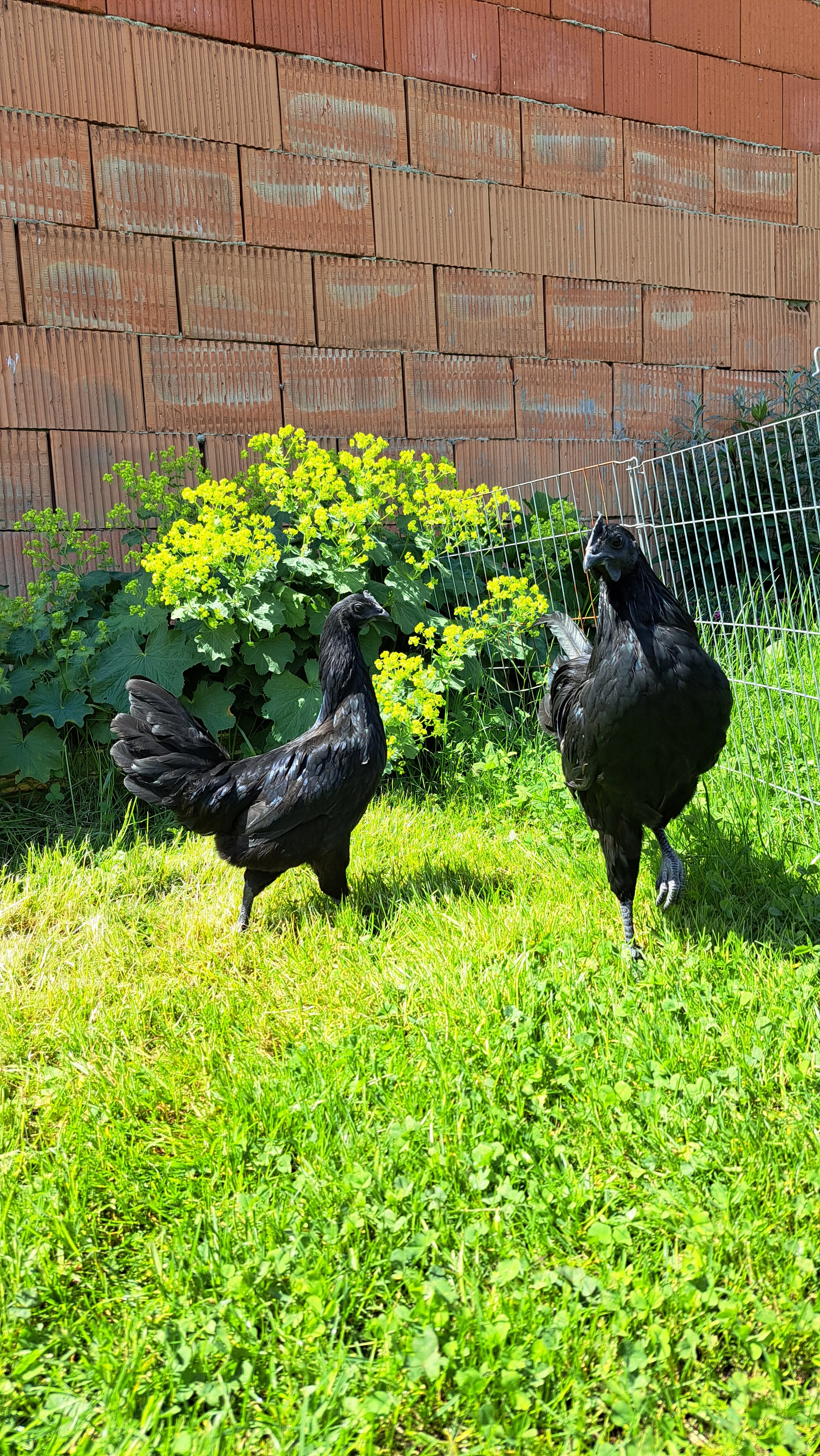 Pár Ayam Cemani