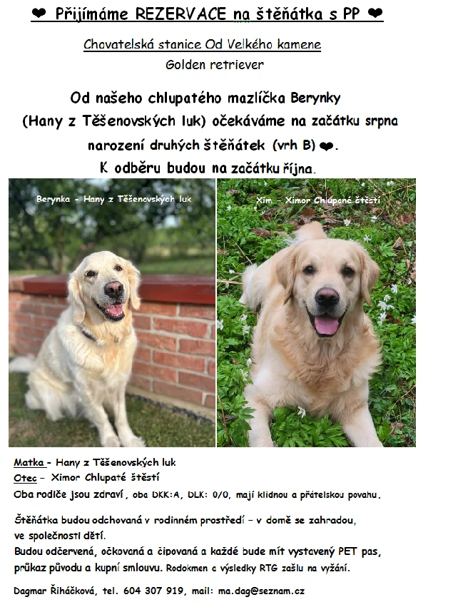 Zlatý retrívr - štěňata s PP 