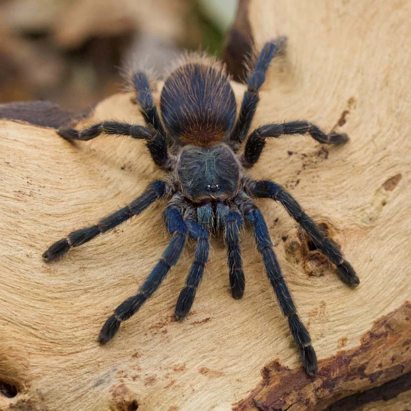 Lasiocyano (ex. Pterinopelma) sazimai  (3. - 4. svlek)