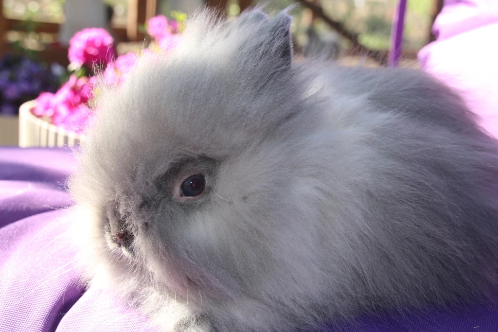 Teddy sameček