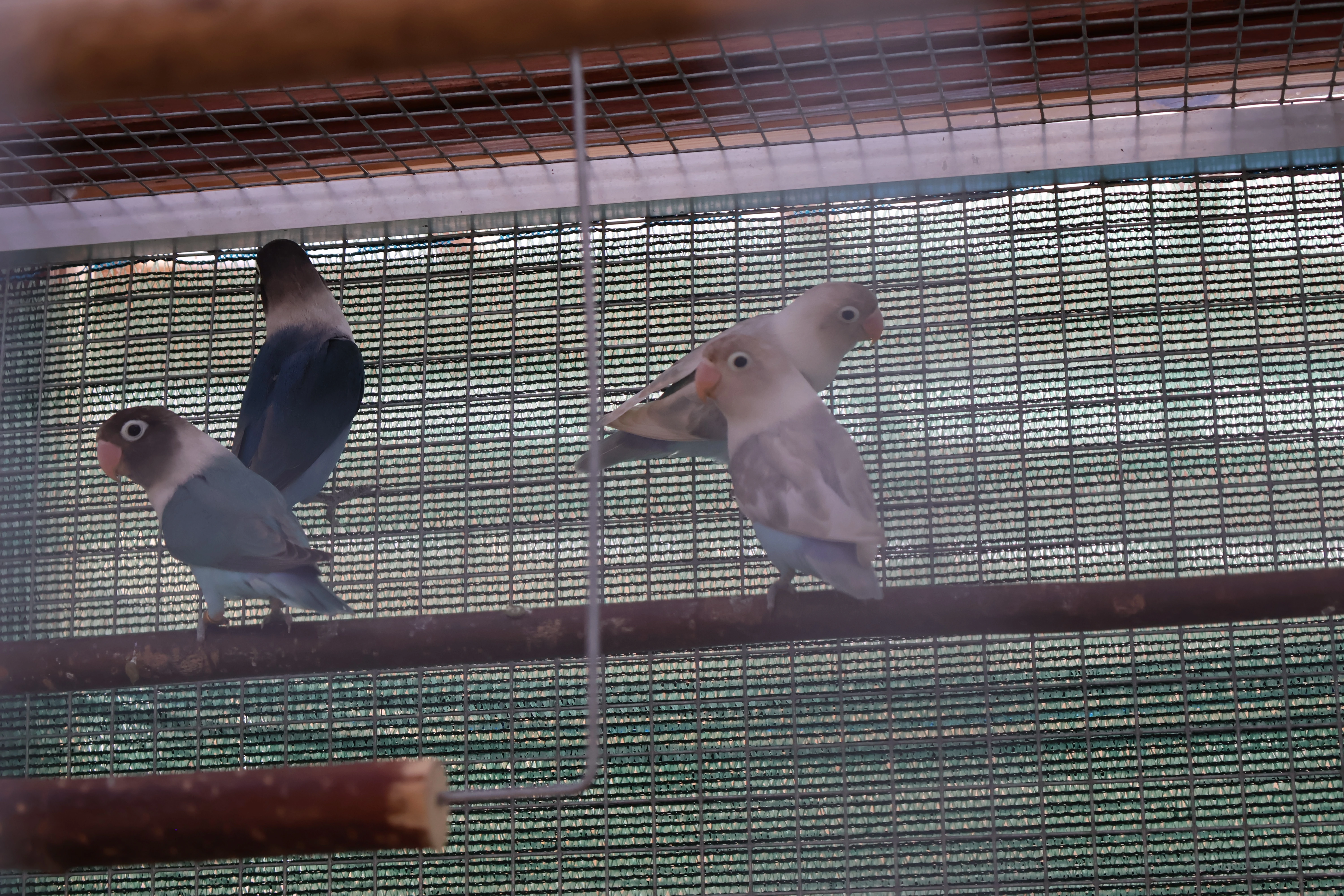 Agapornis škraboškový