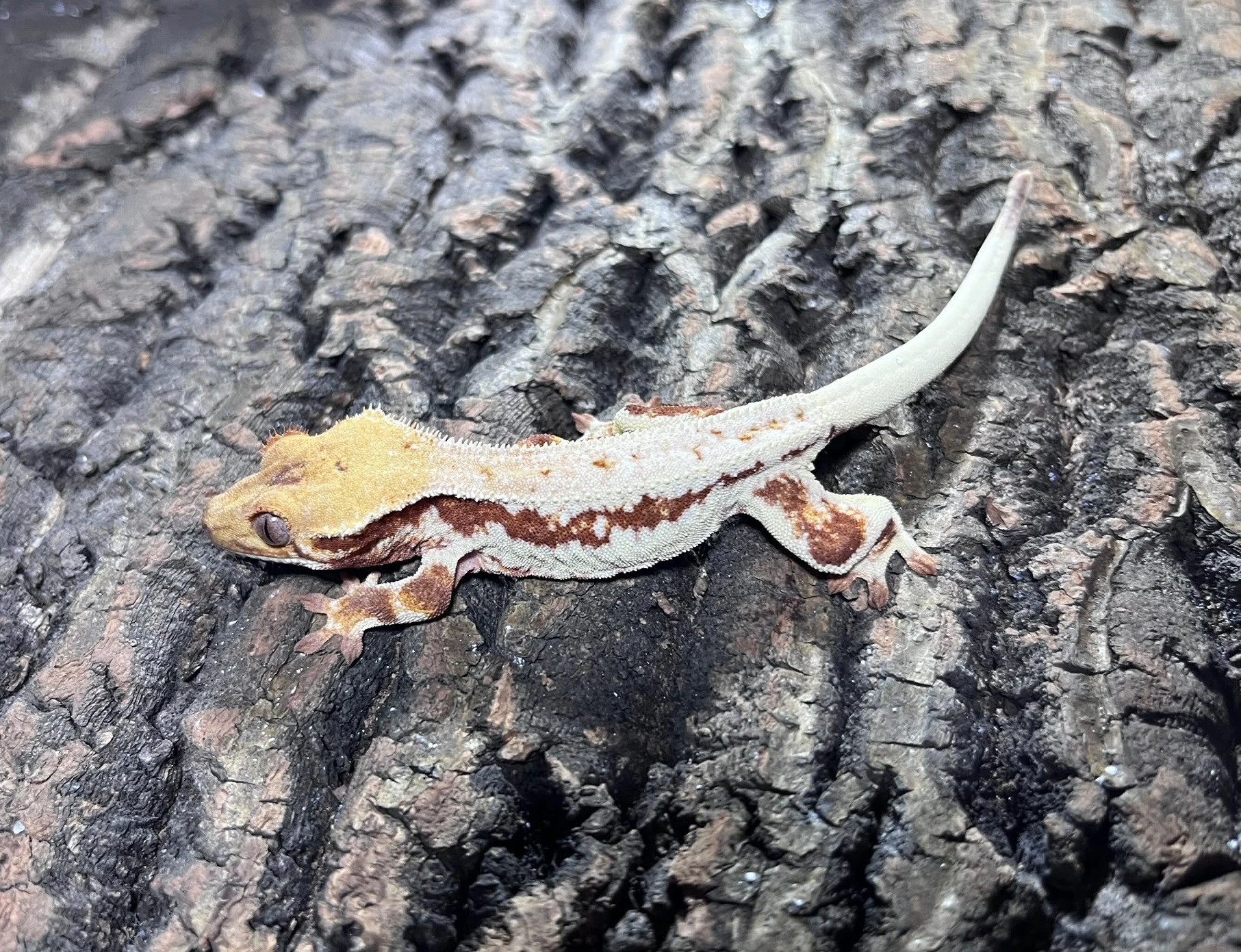 Correlophus Ciliatus/ Pagekon řasnatý