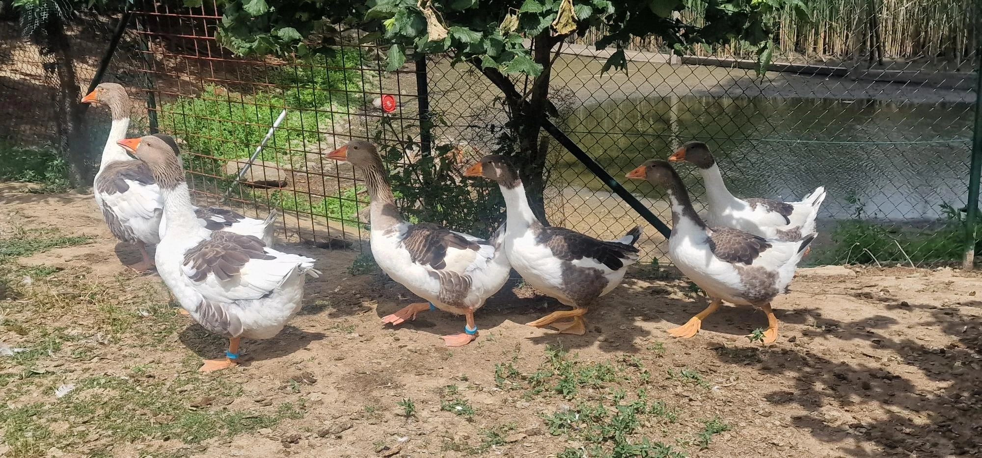 Prodám mladé letošní pomořanské