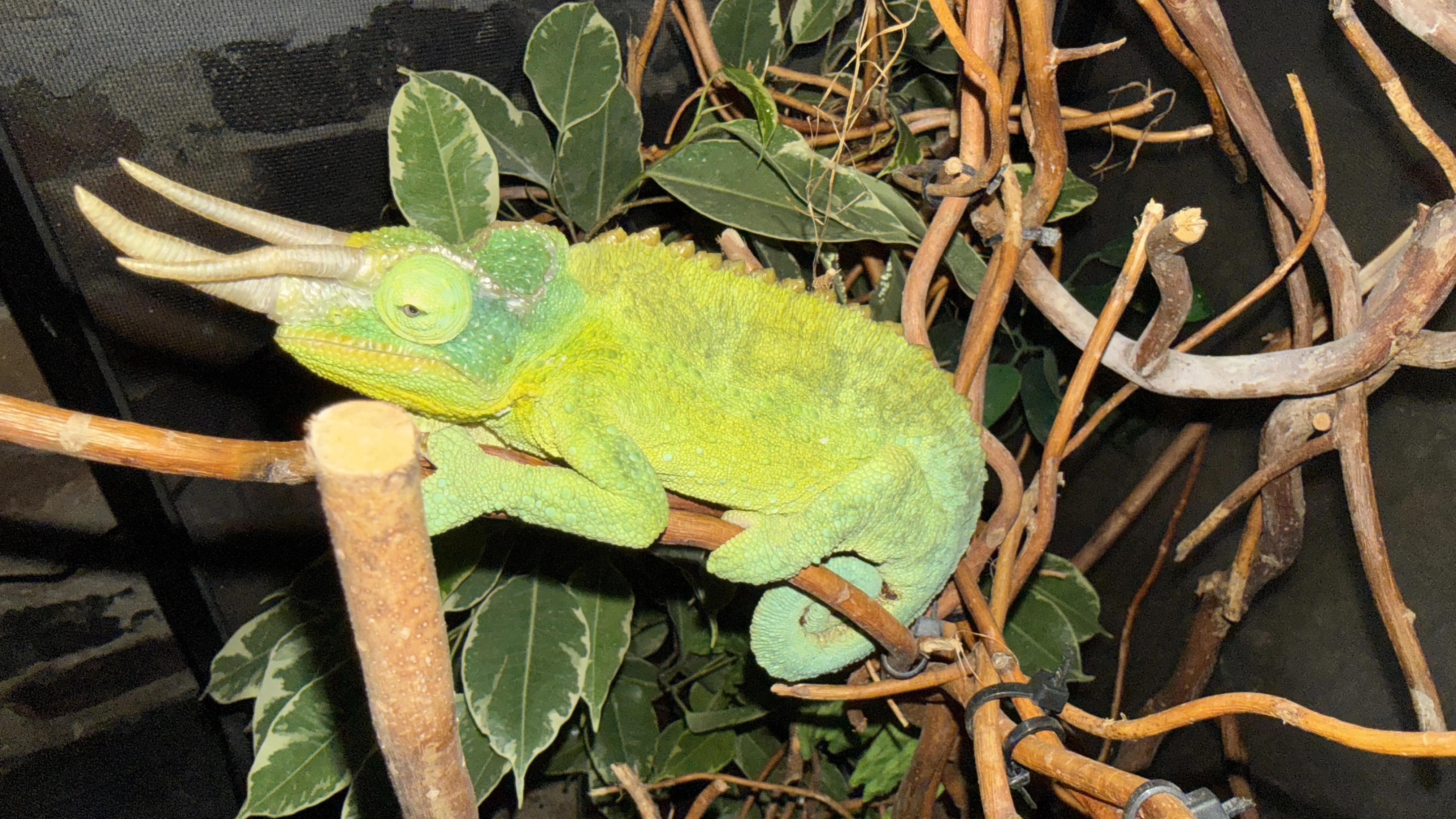 Trioceros jacksonii xantholophus