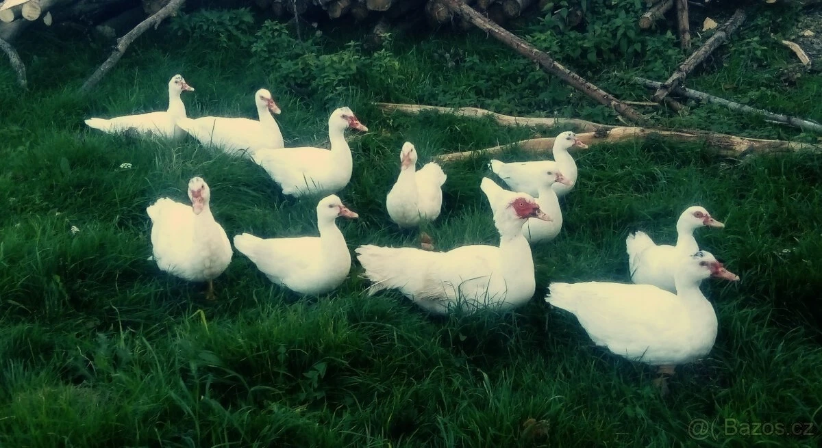 Kachňata - Kachna pižmová, čínská, husokachna, čínka