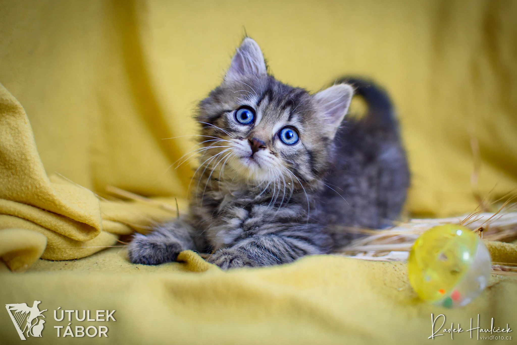 Ravi k adopci