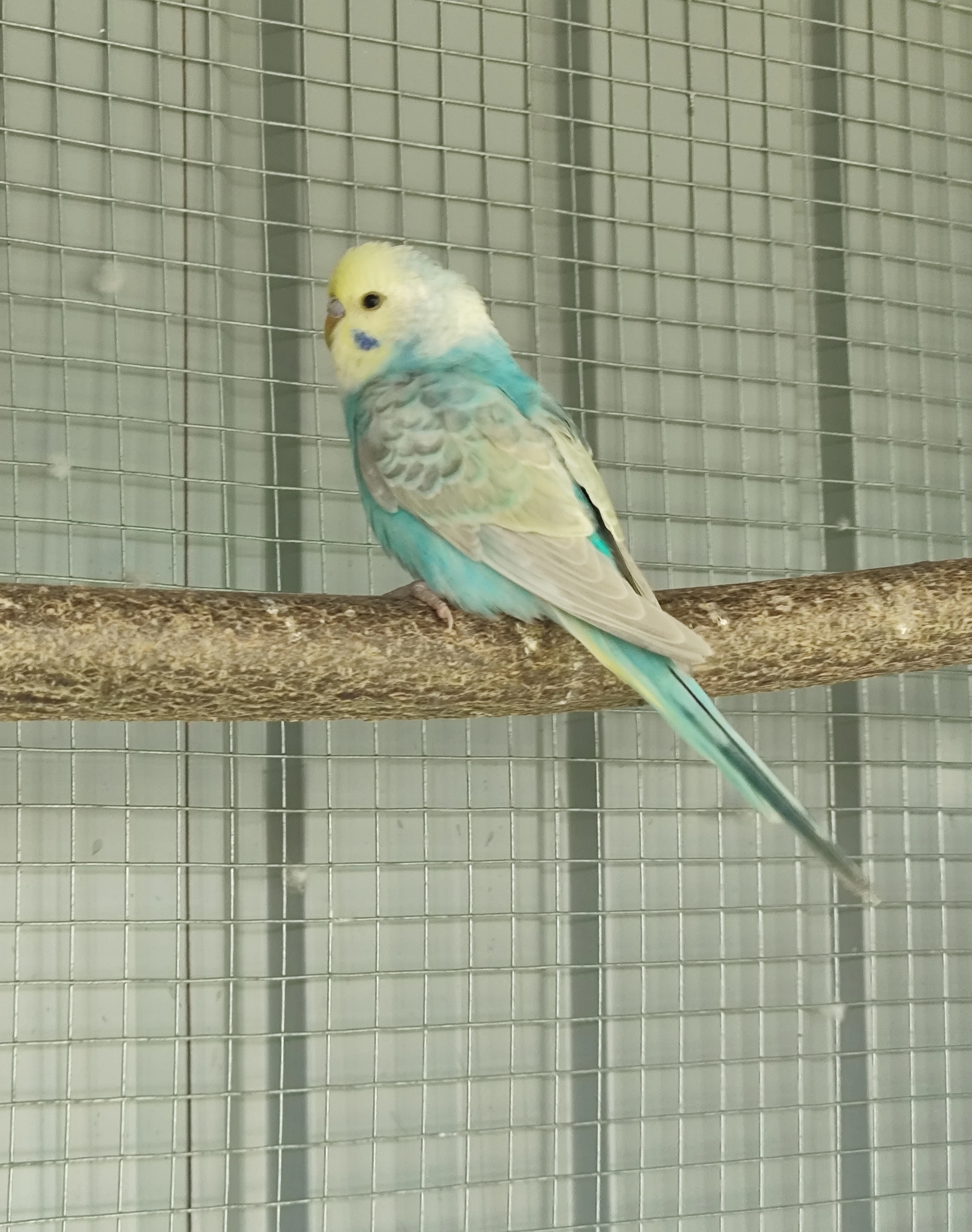 Andulka