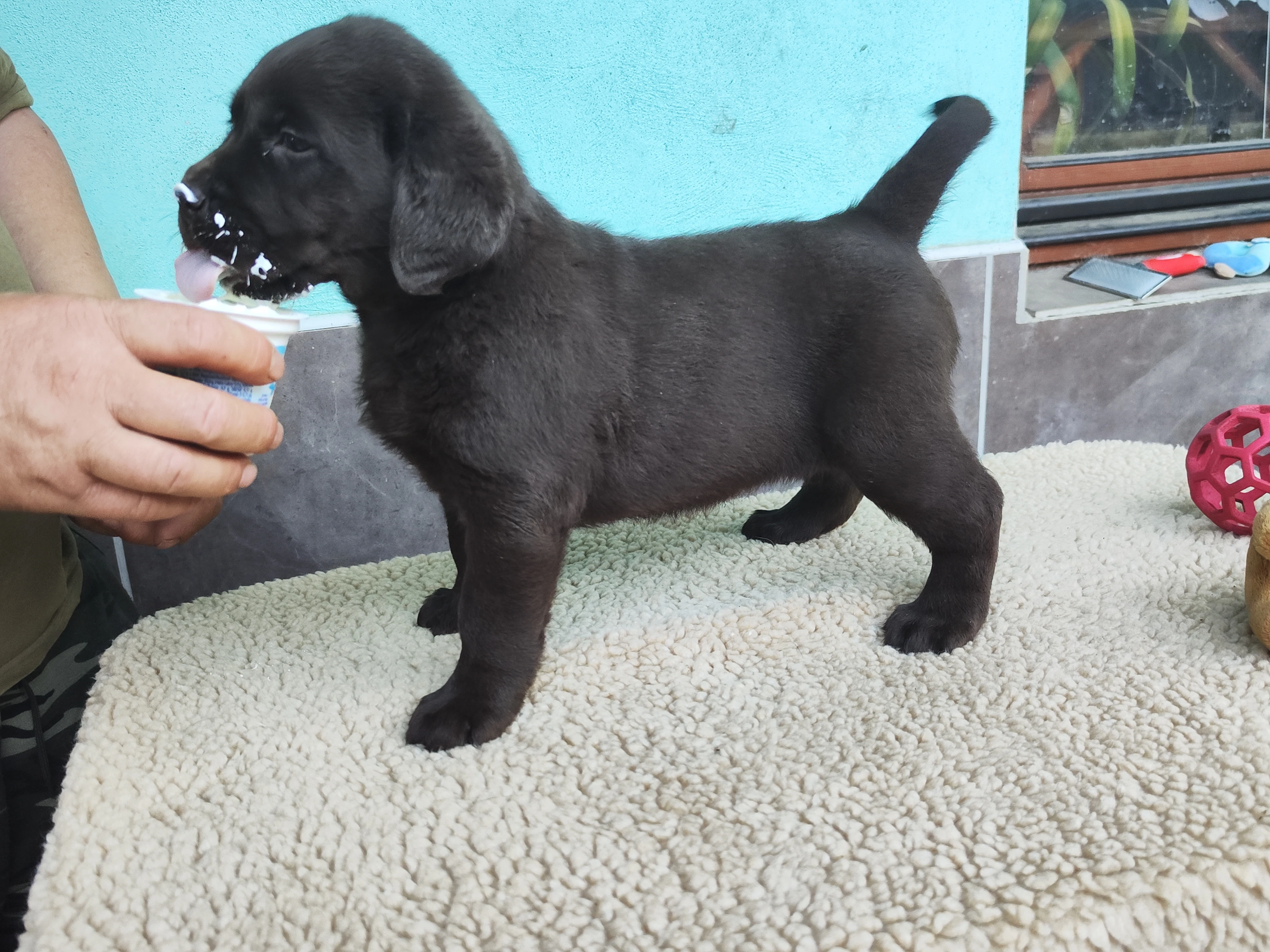 Nabídka labradorského retrievera