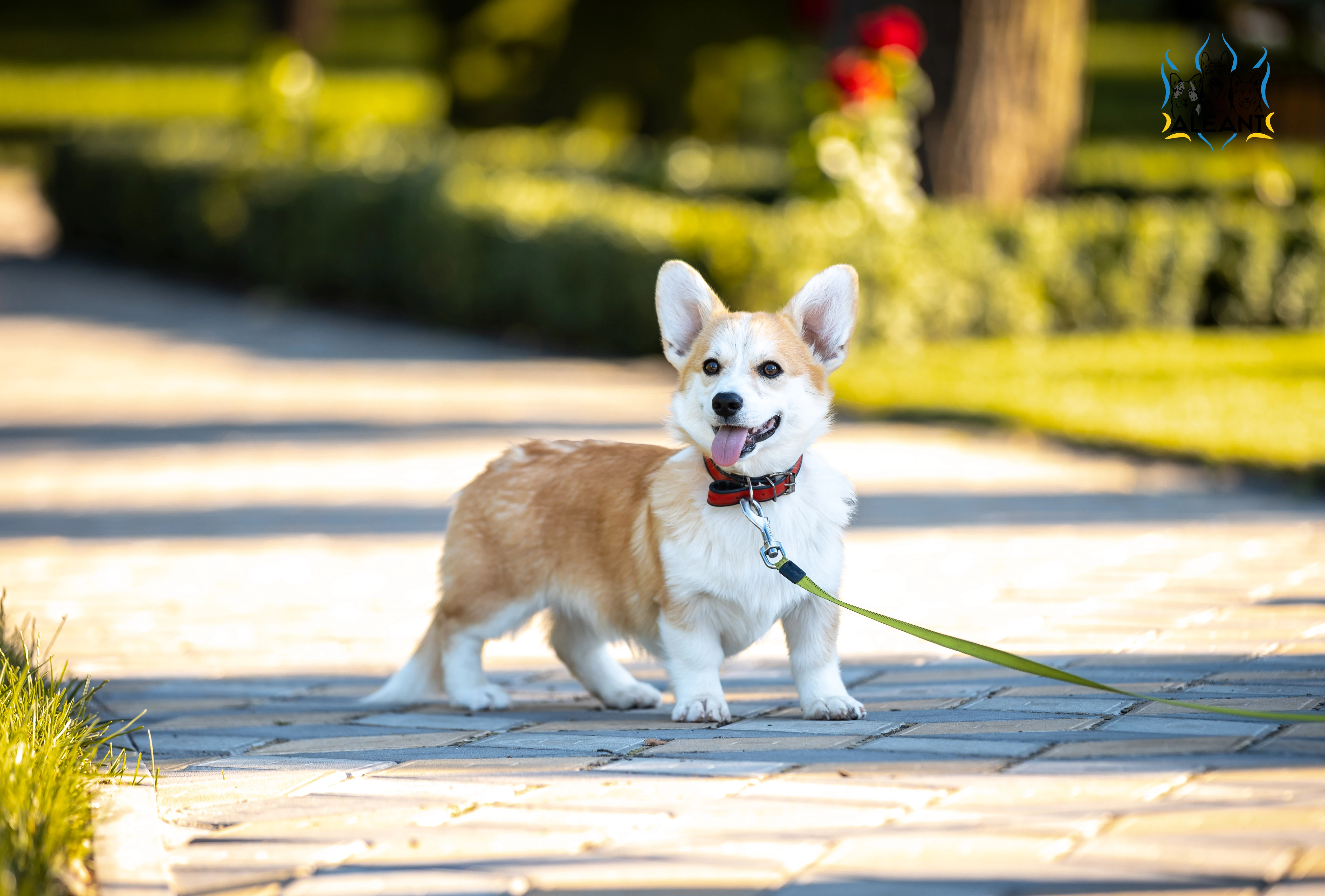 Krásné fenky plemene Welsh Corgi Pembroke s průkazem původu (PP)