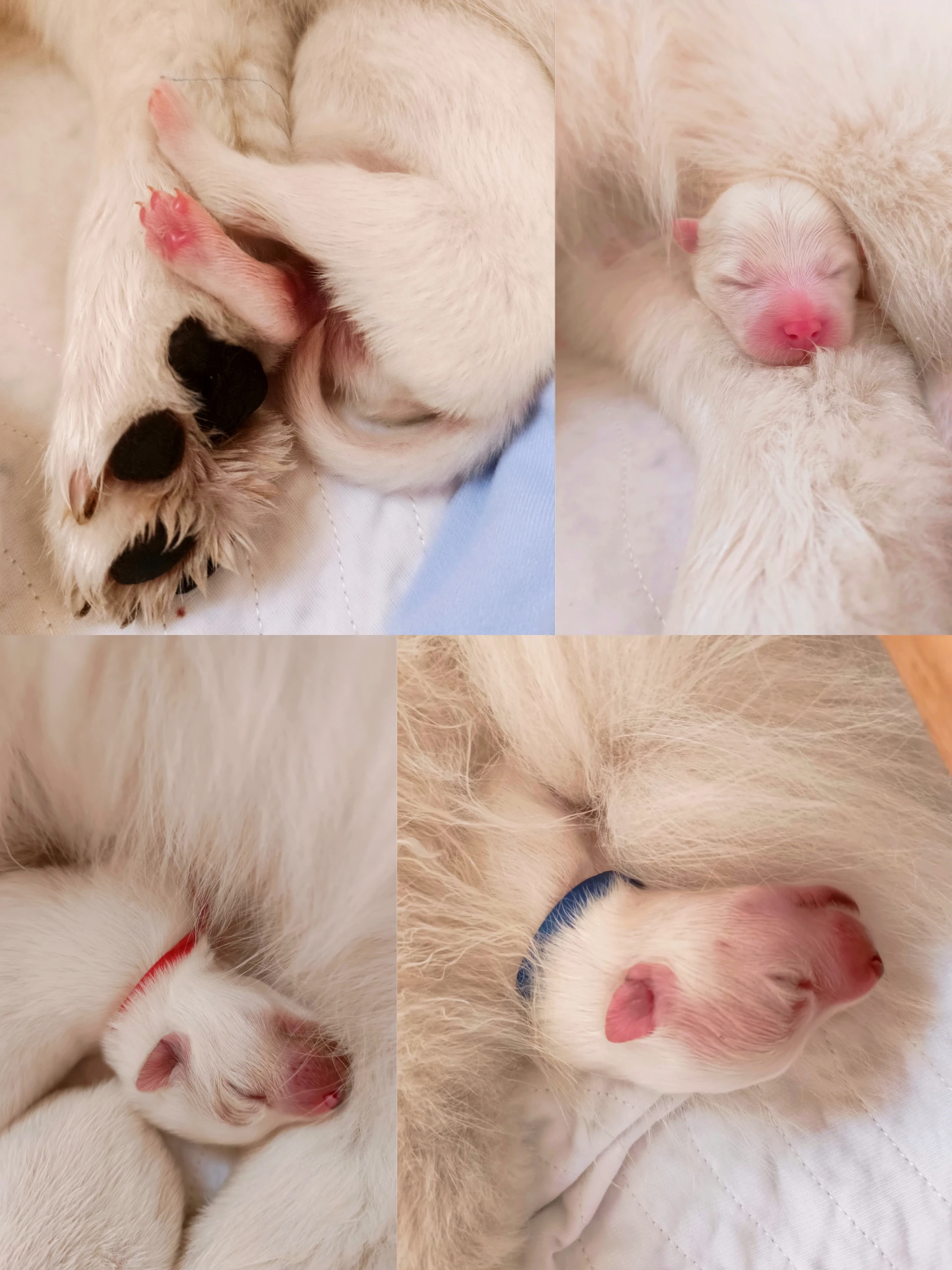 Štěňátka plemene Samojed s PP