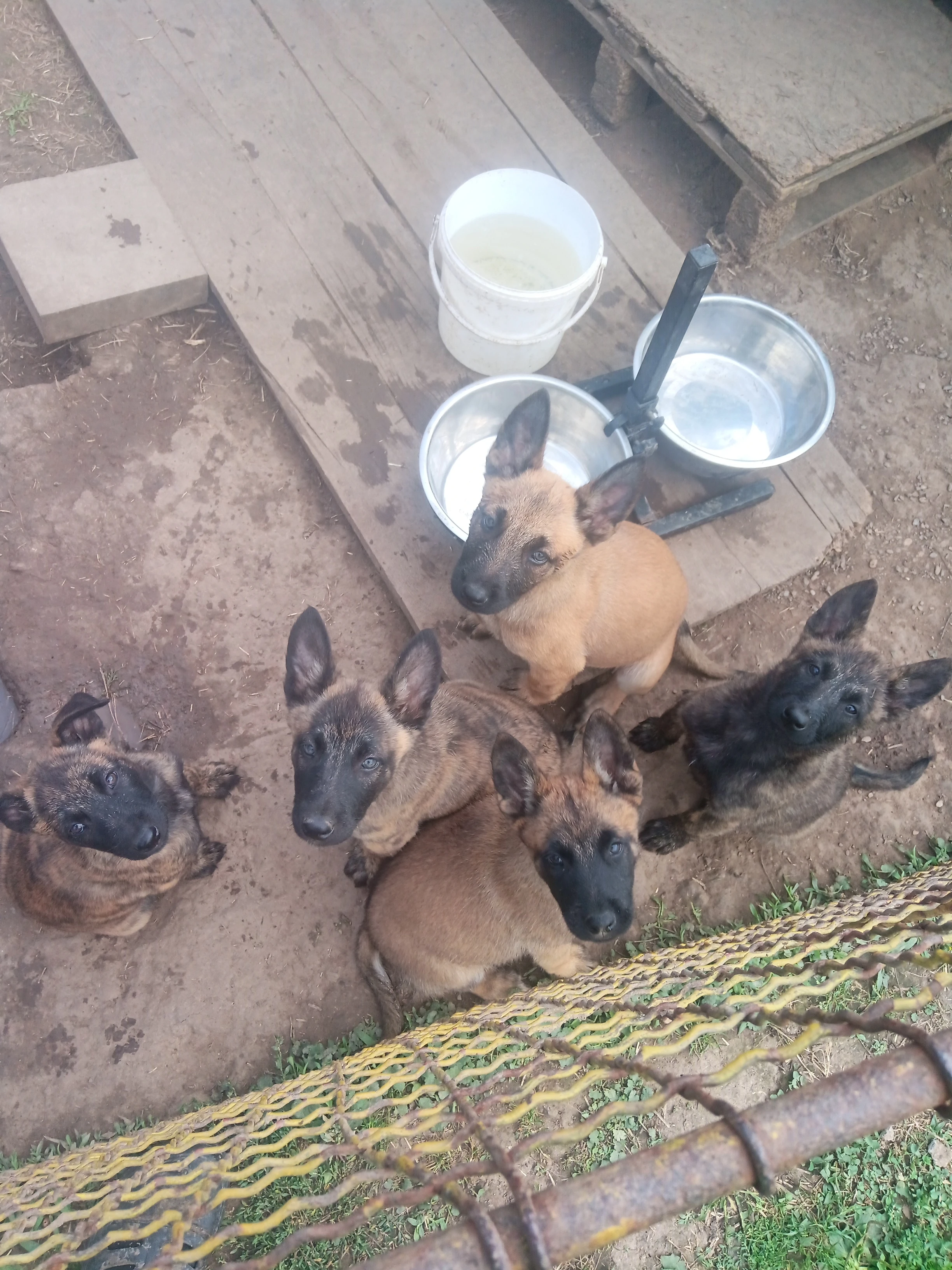 Belgický ovčák malinois - holandský ovčák