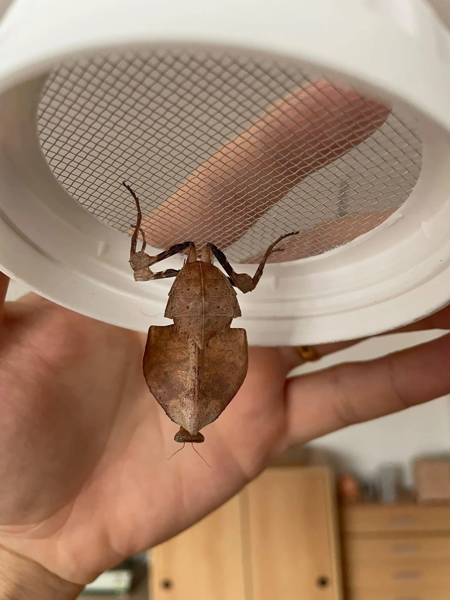 Deroplatys truncata - 0,1 subadult