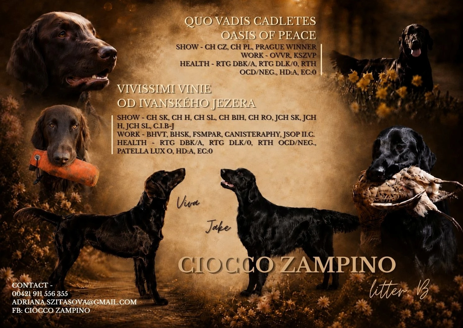 Predaj Flat coated retriever