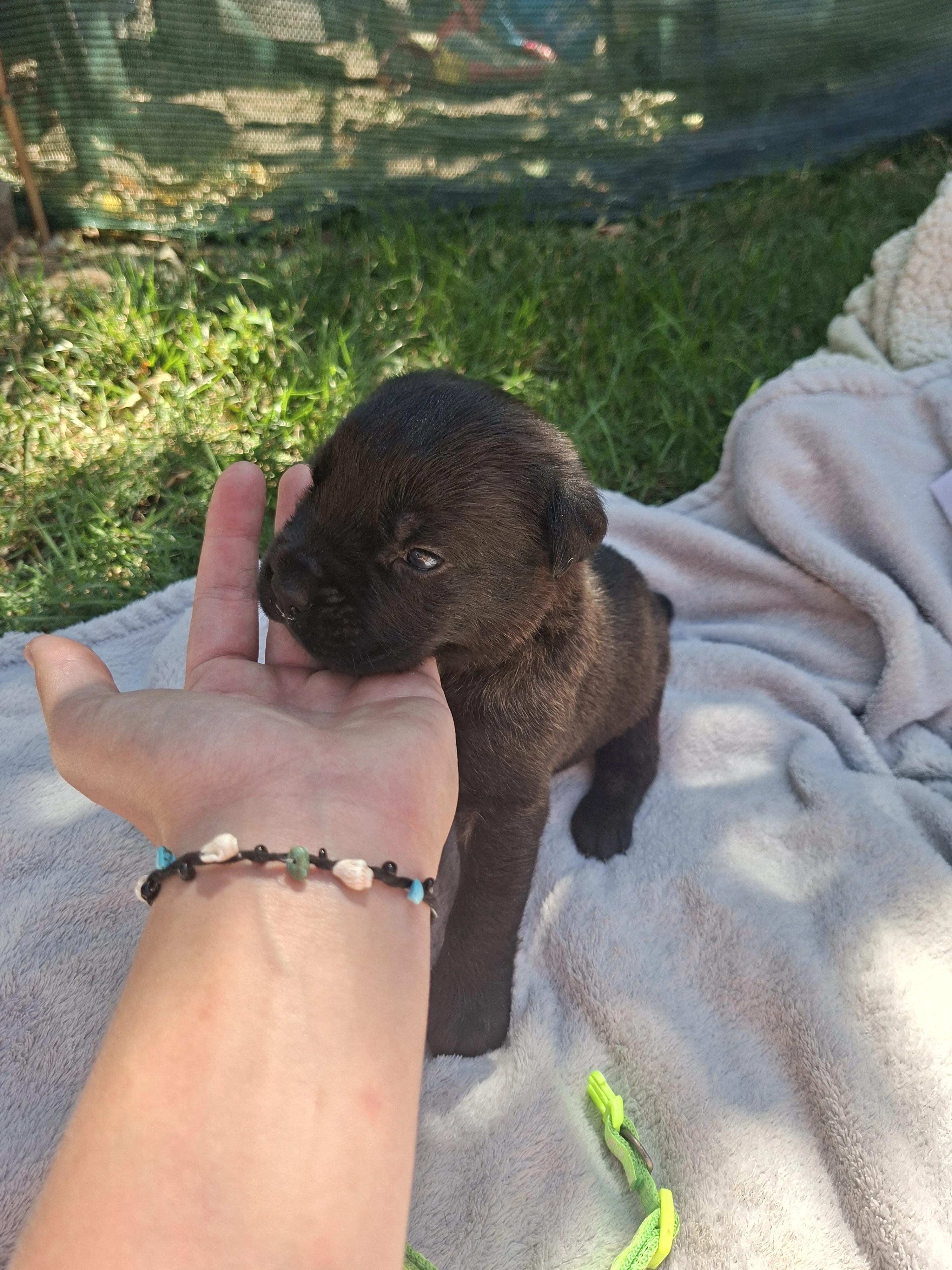 Cane corso