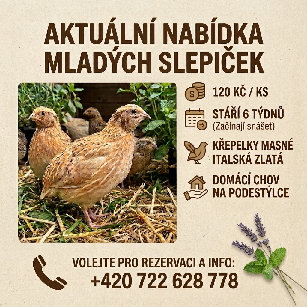 Křepelky italské masné