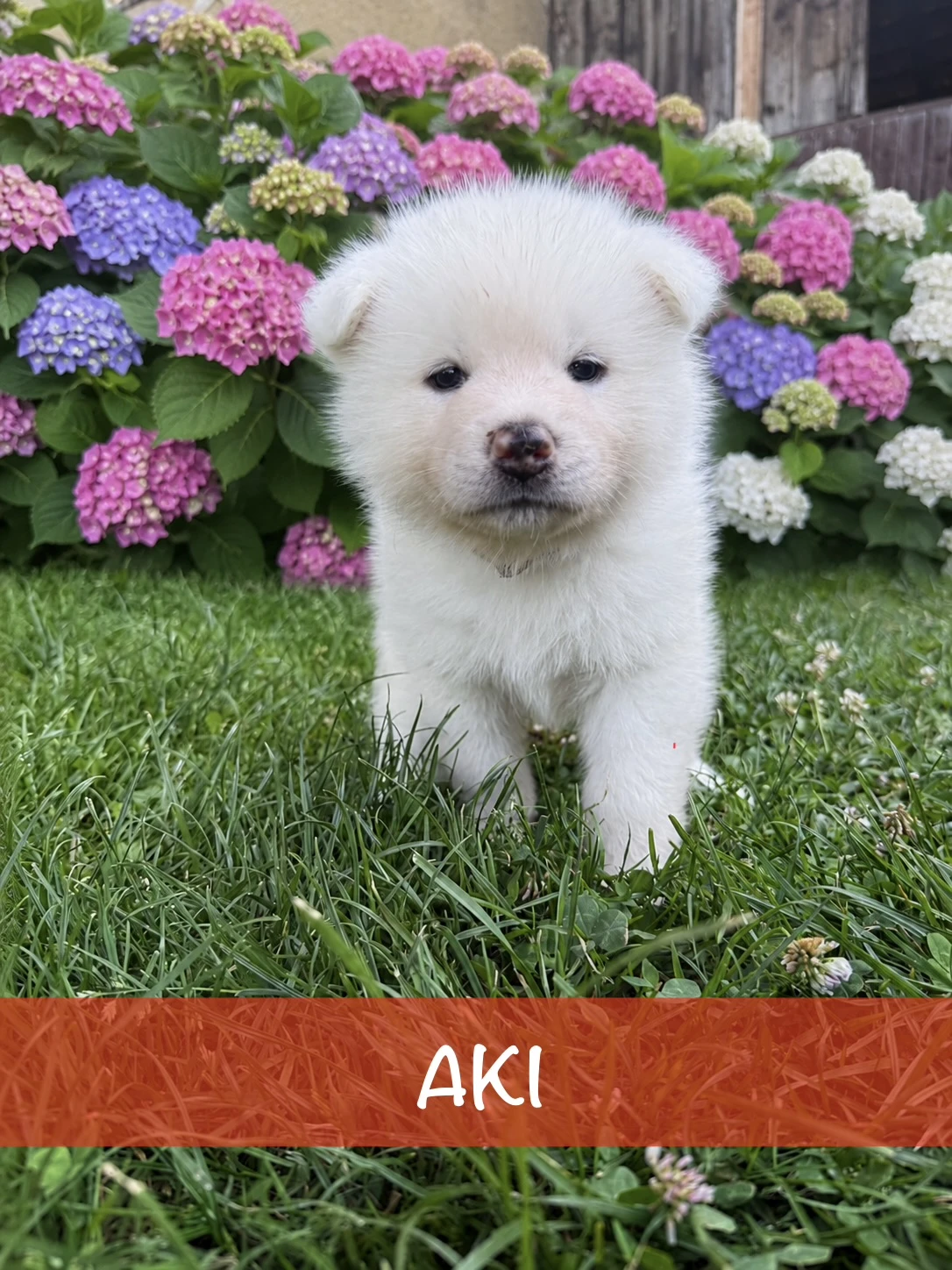 Akita Inu s PP (fci/čmku) – štěňata z CHS Delight