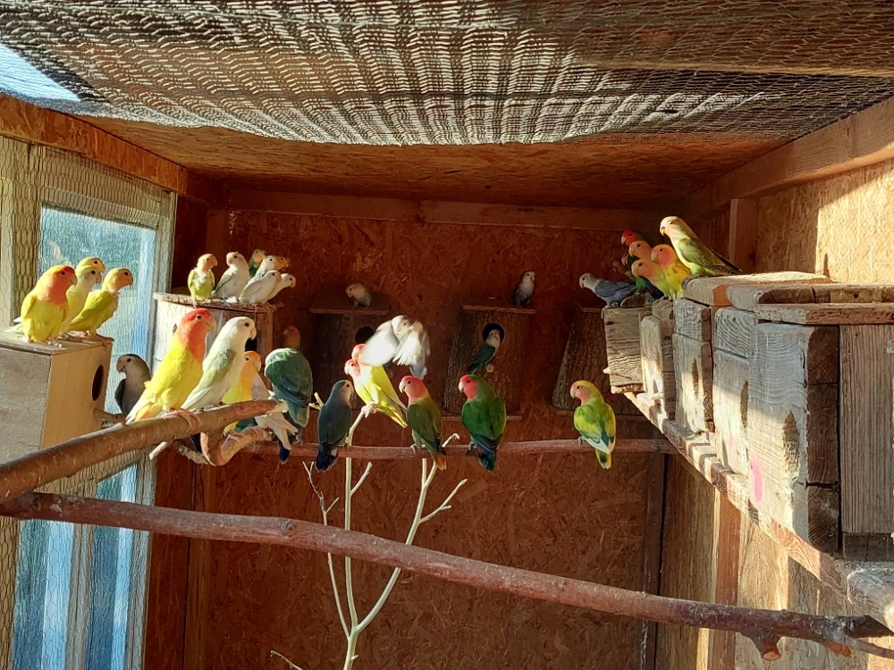 Agapornis růžohrdlý