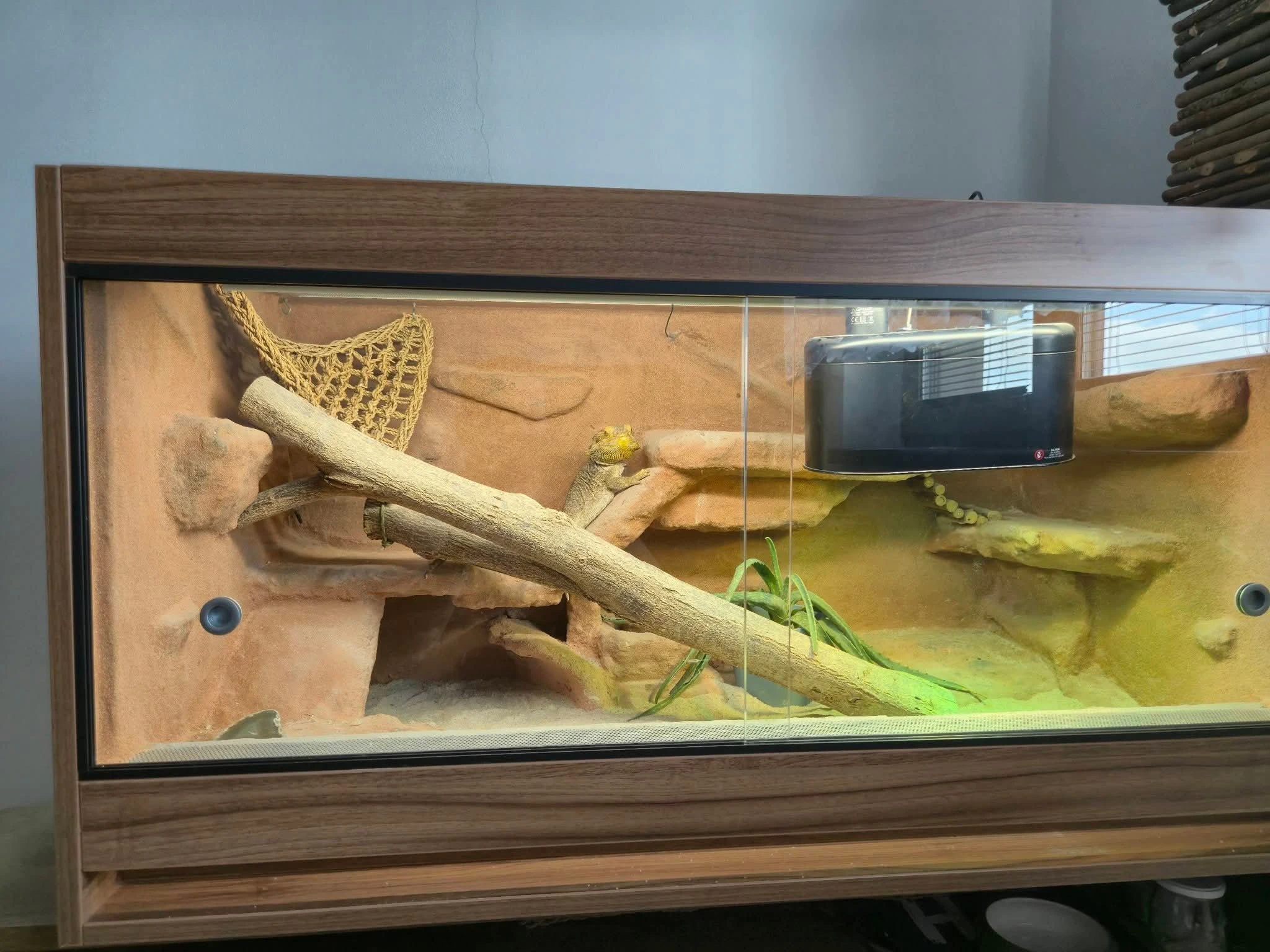 Terarium 115x60x57  8letá agama